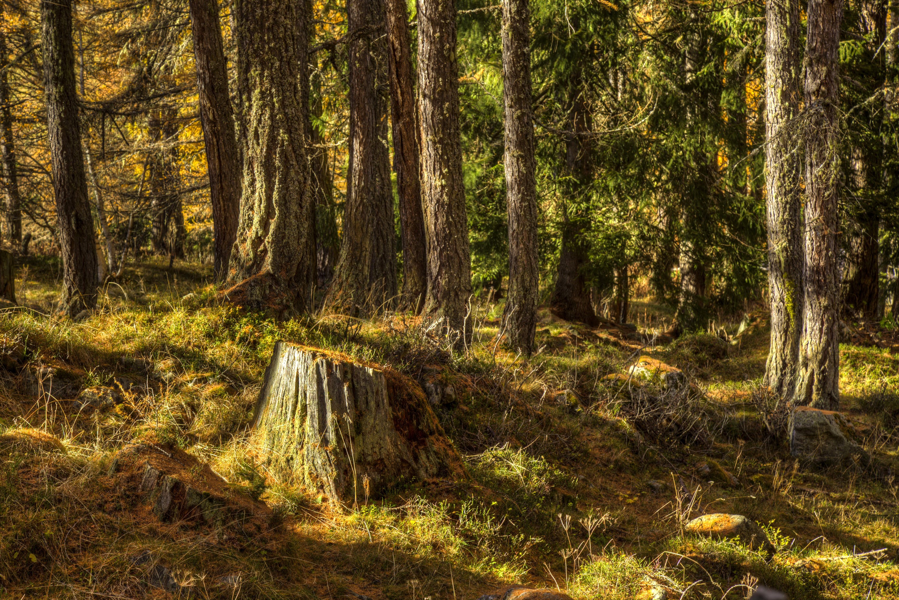 Forest with tree stump and sunlit trunks HD Wallpaper