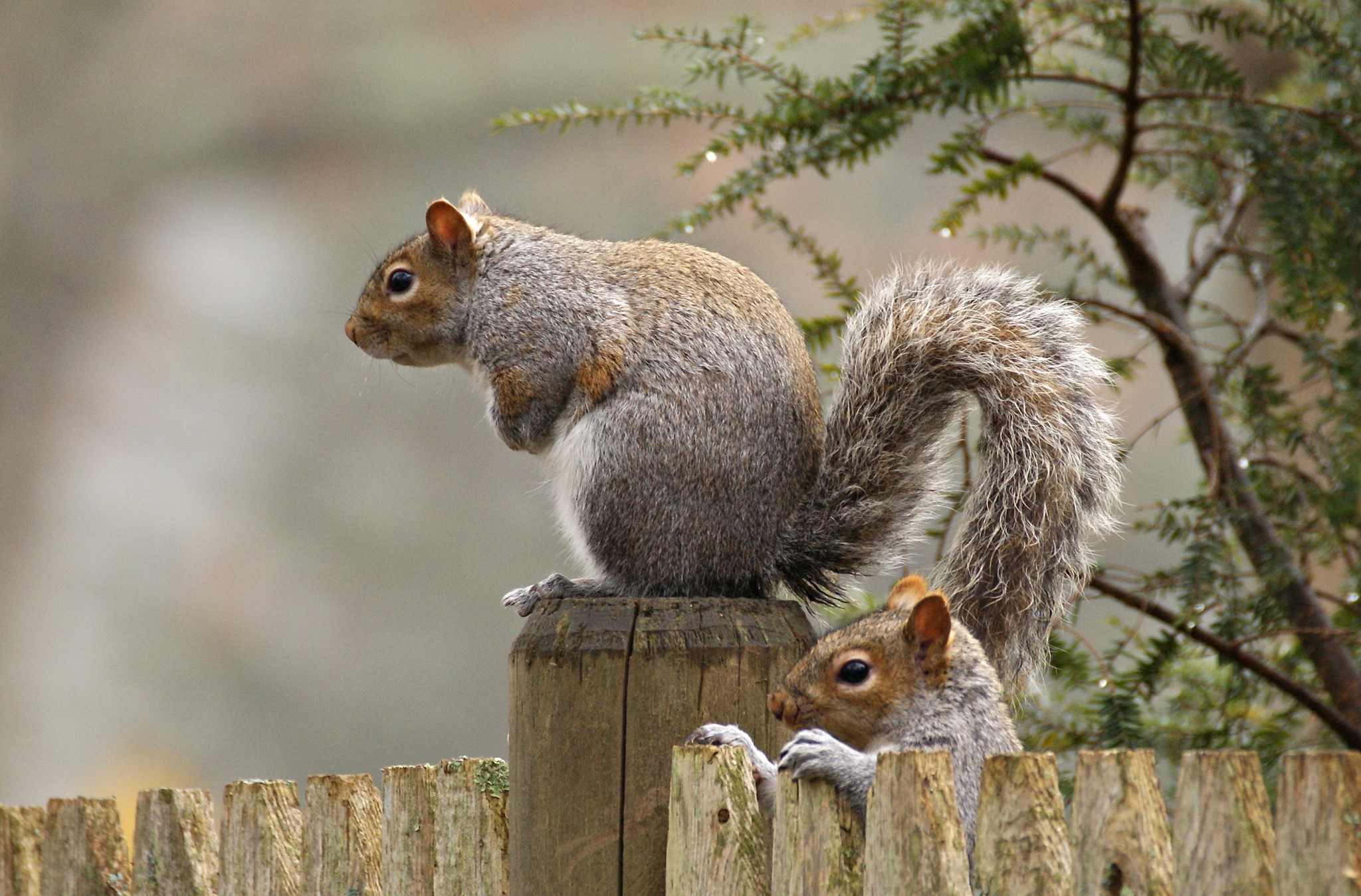 Two squirrels on a wooden fence HD Wallpaper