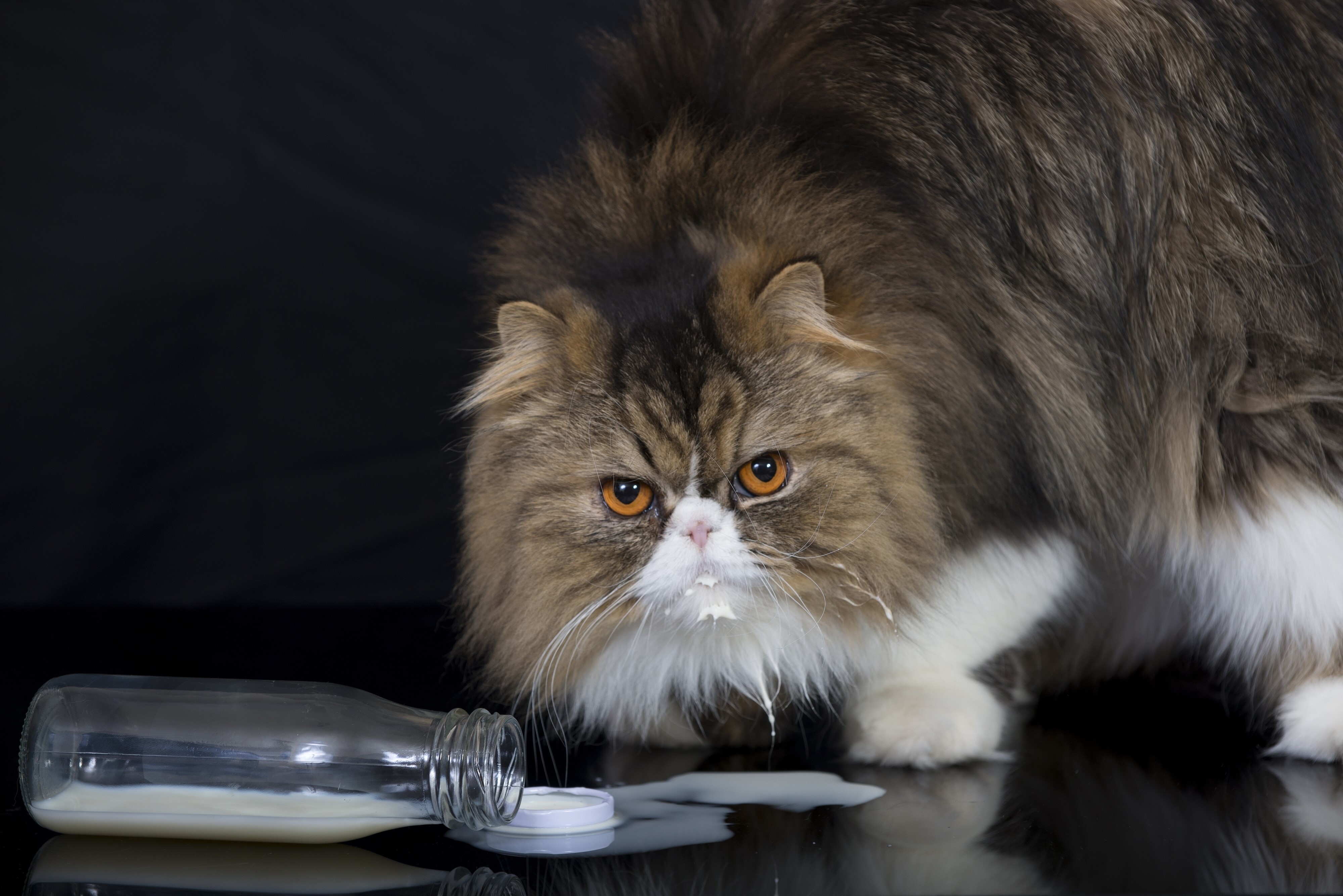 Persian Cat with Spilled Milk Bottle HD Wallpaper