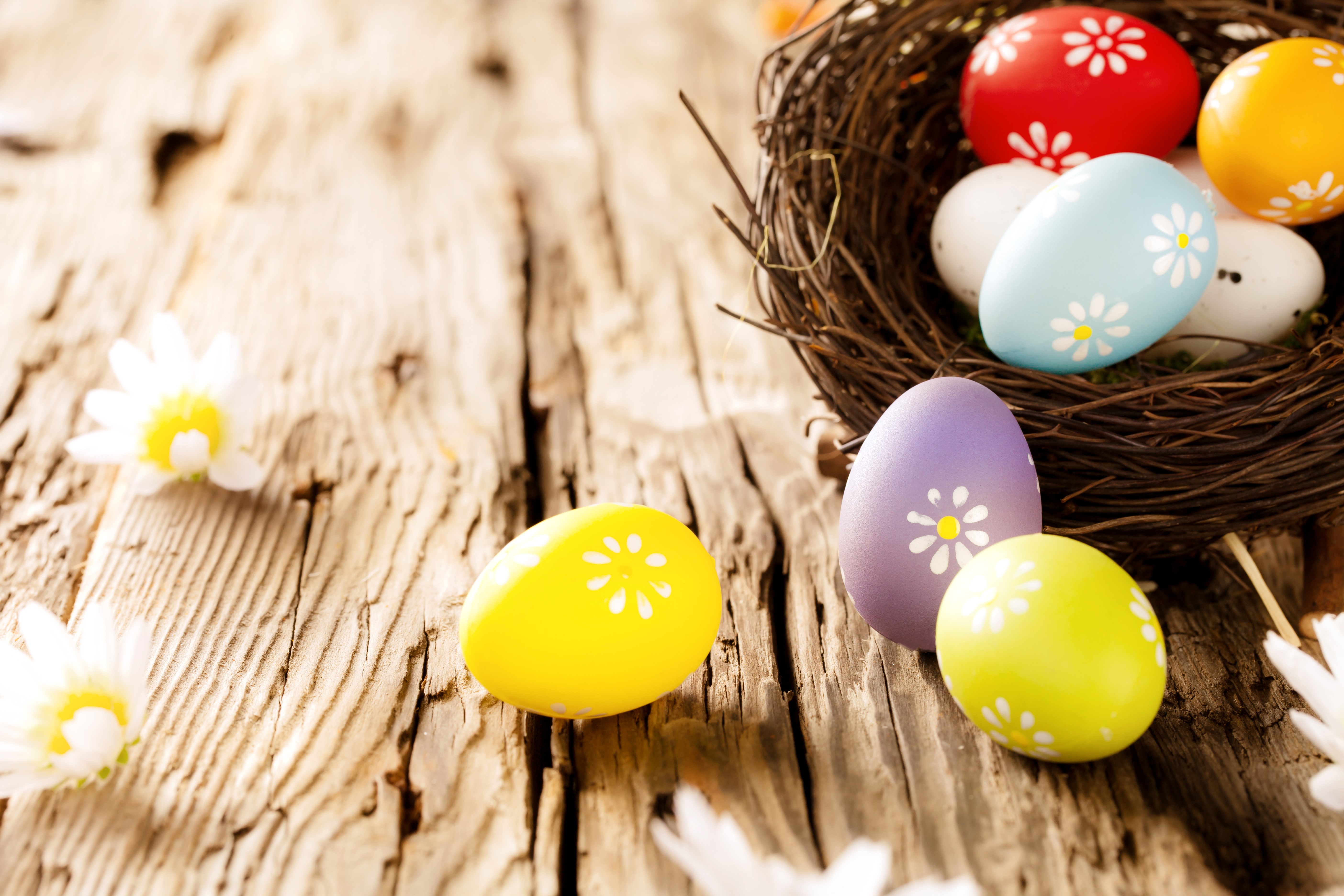 Easter Eggs in a Nest with Camomiles HD Wallpaper