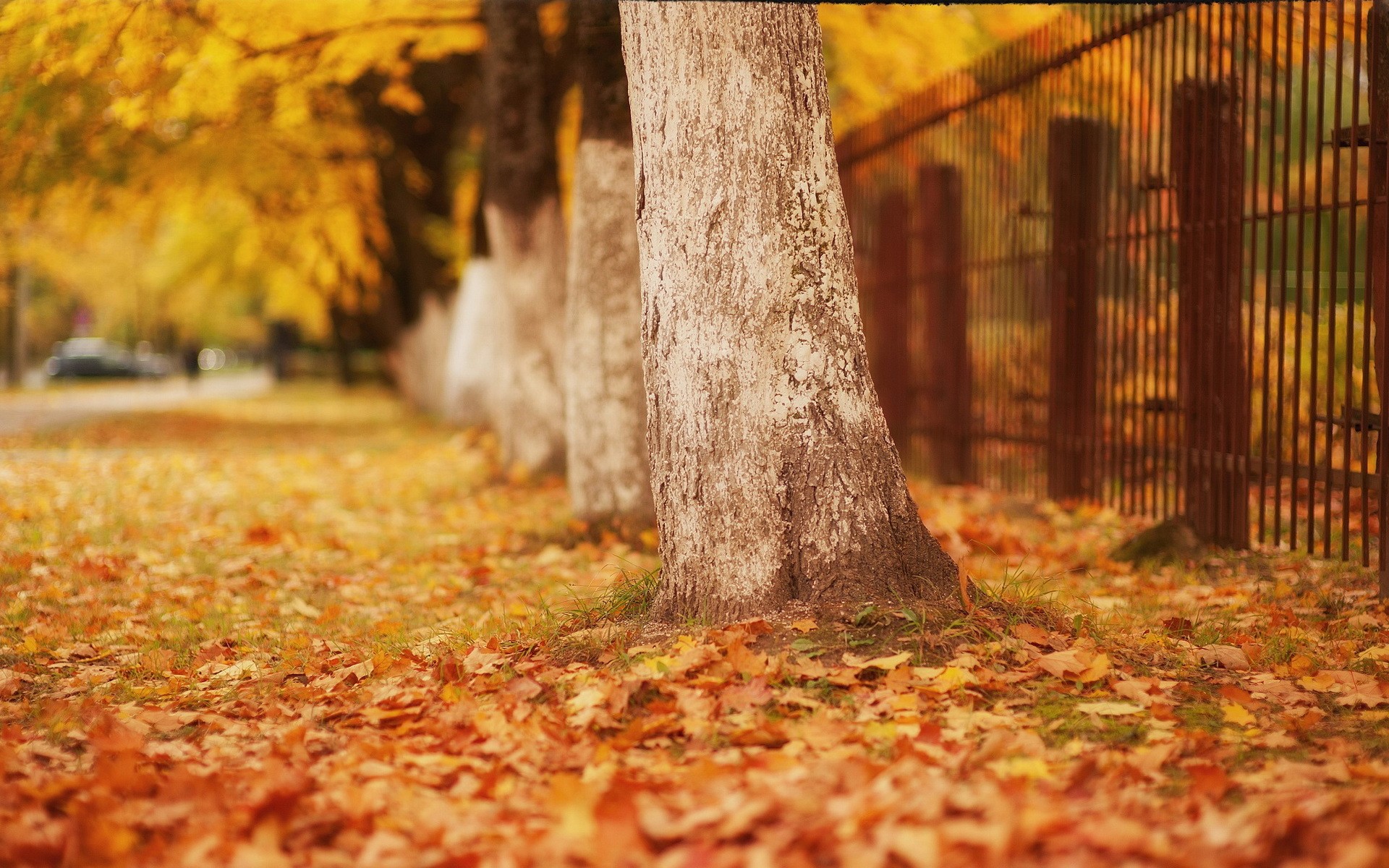 Autumn trees with fallen leaves and a fence HD Wallpaper