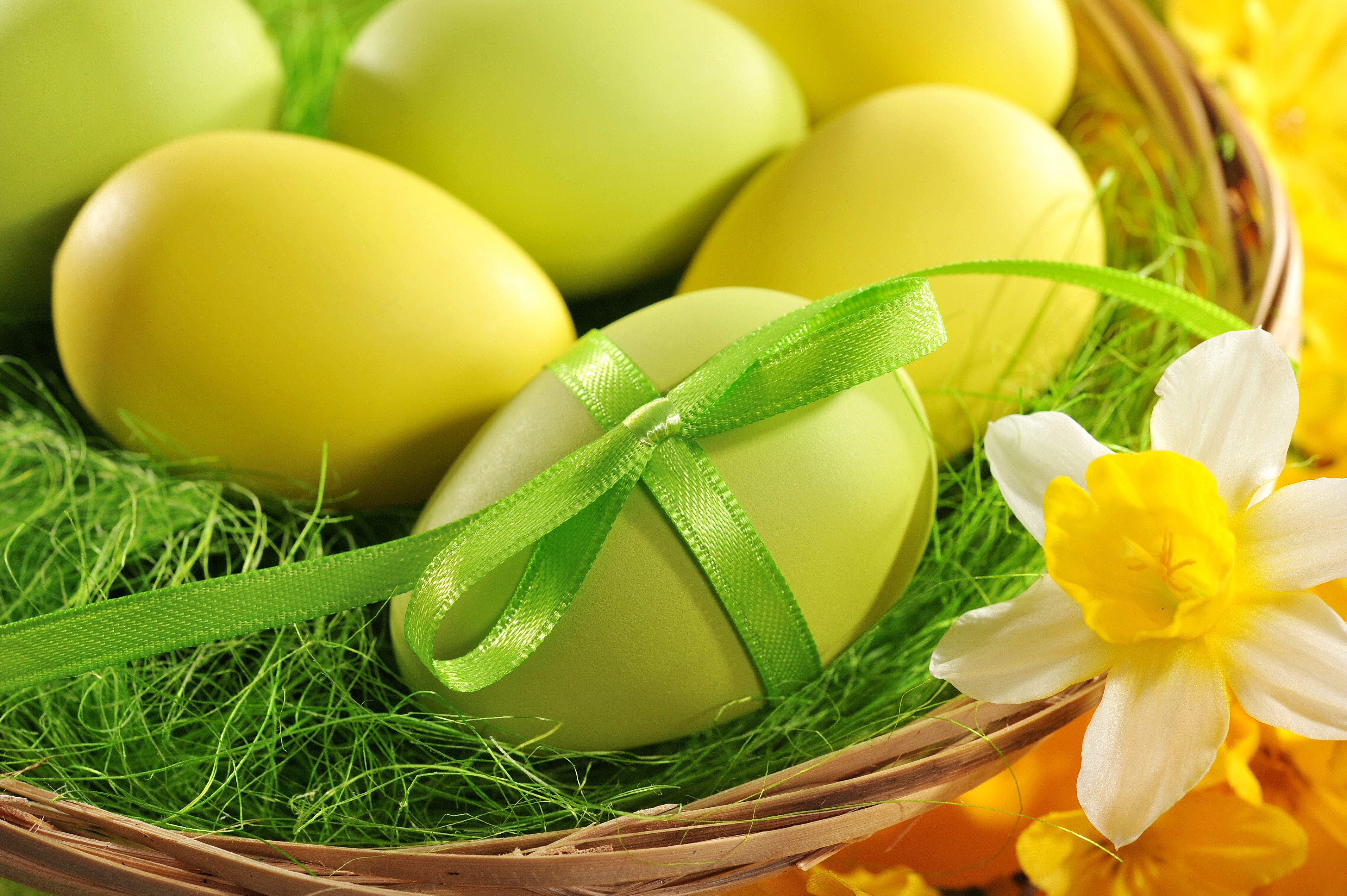 Easter eggs in a basket with daffodils HD Wallpaper