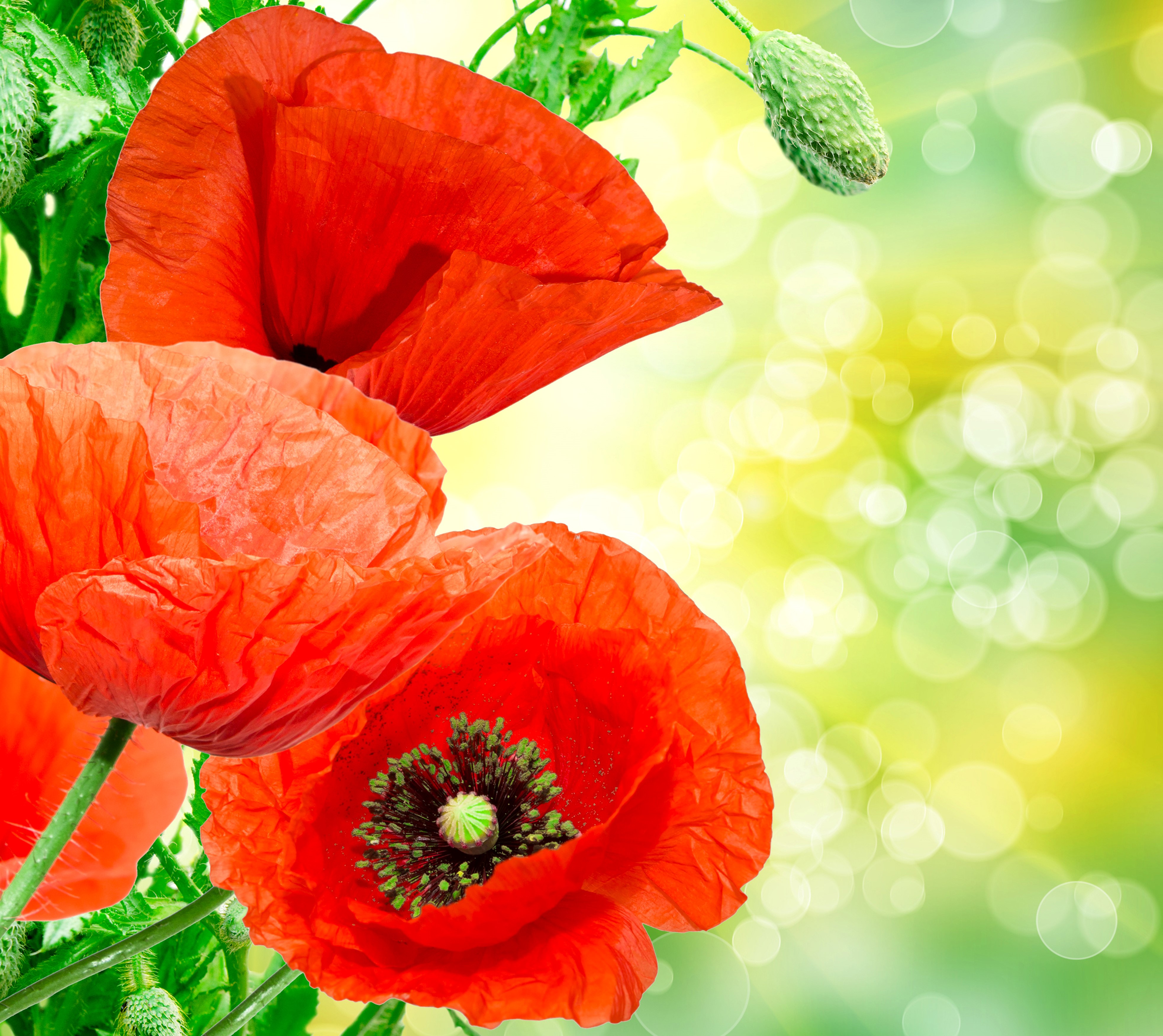 4K Poppies Closeup Red HD Wallpaper