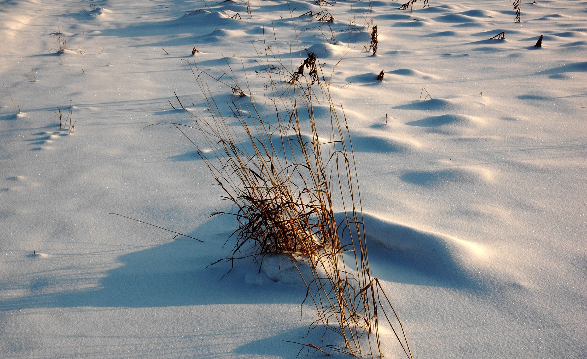 Winter field with snow-covered ground and dry grass HD Wallpaper