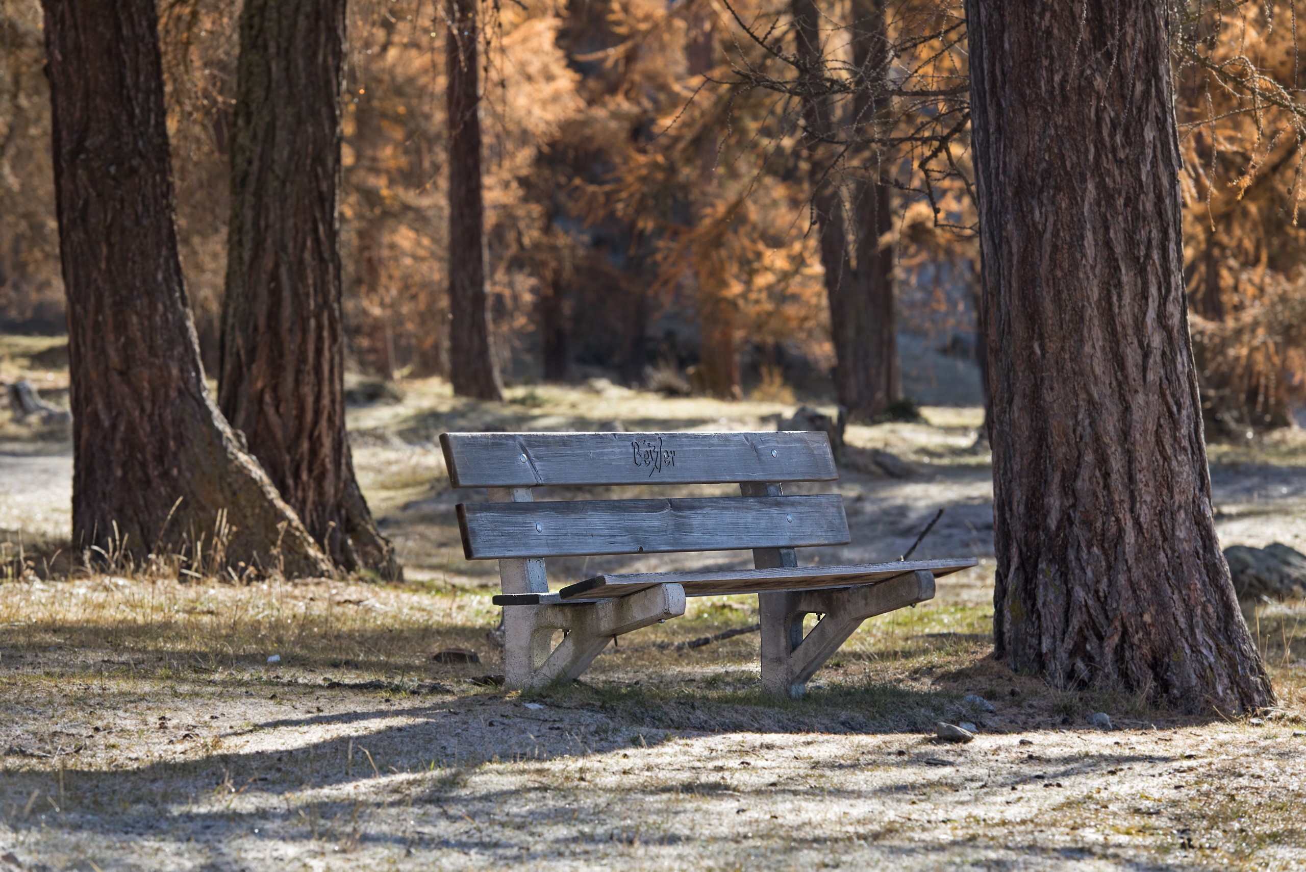 Wooden bench in a forest clearing HD Wallpaper