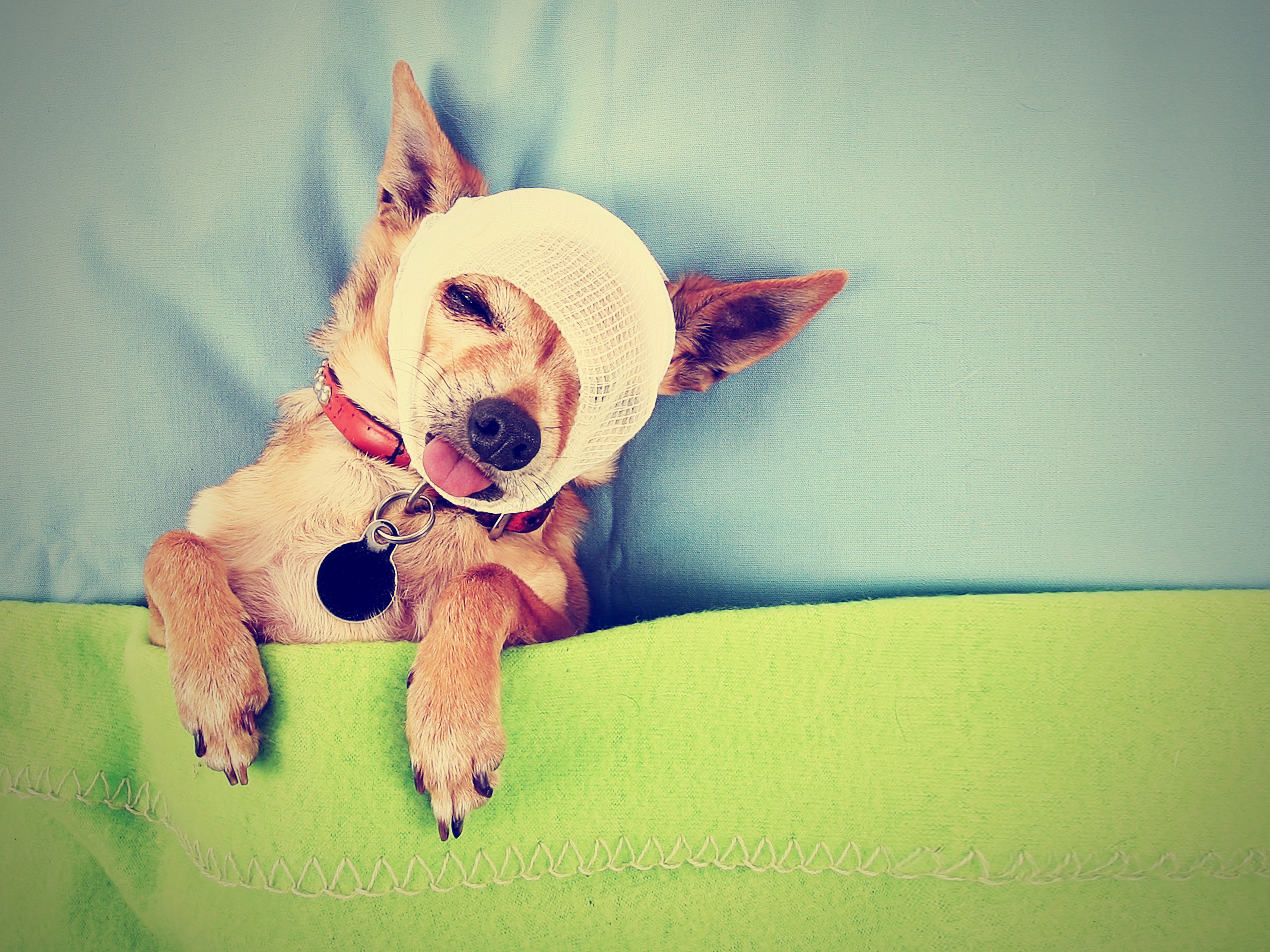 Dog with bandage on head HD Wallpaper