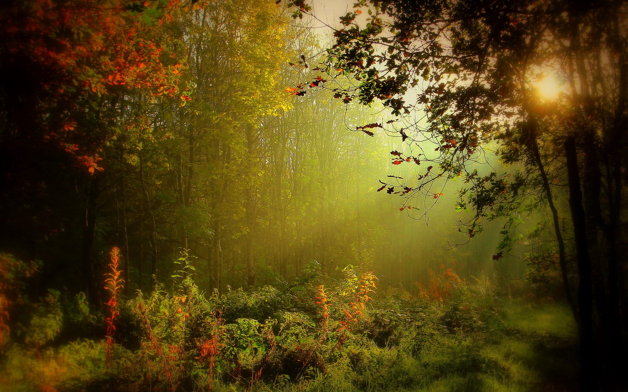 Foggy forest in Monaghan, Ireland with autumn leaves HD Wallpaper
