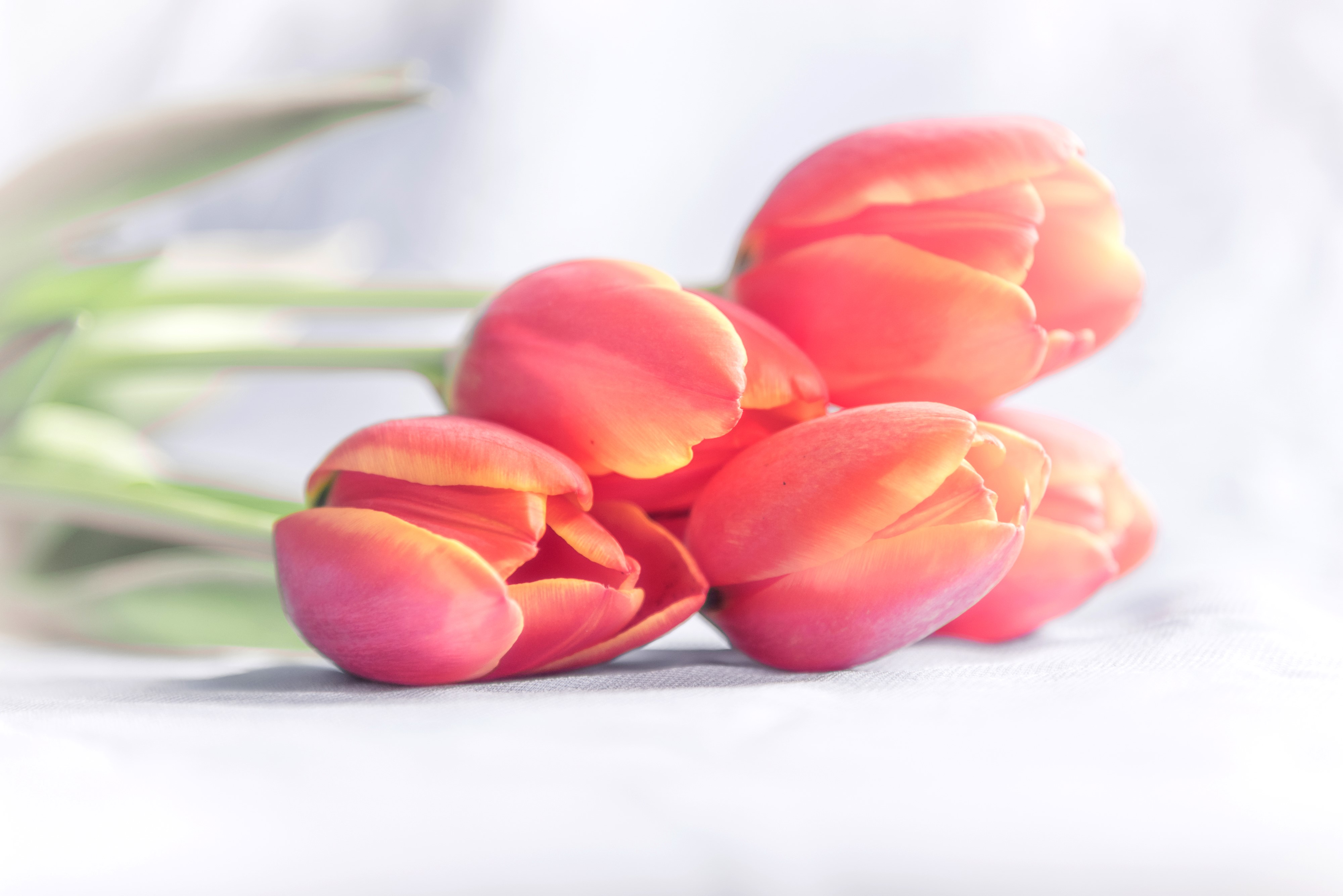 Pink Tulips HD Wallpaper