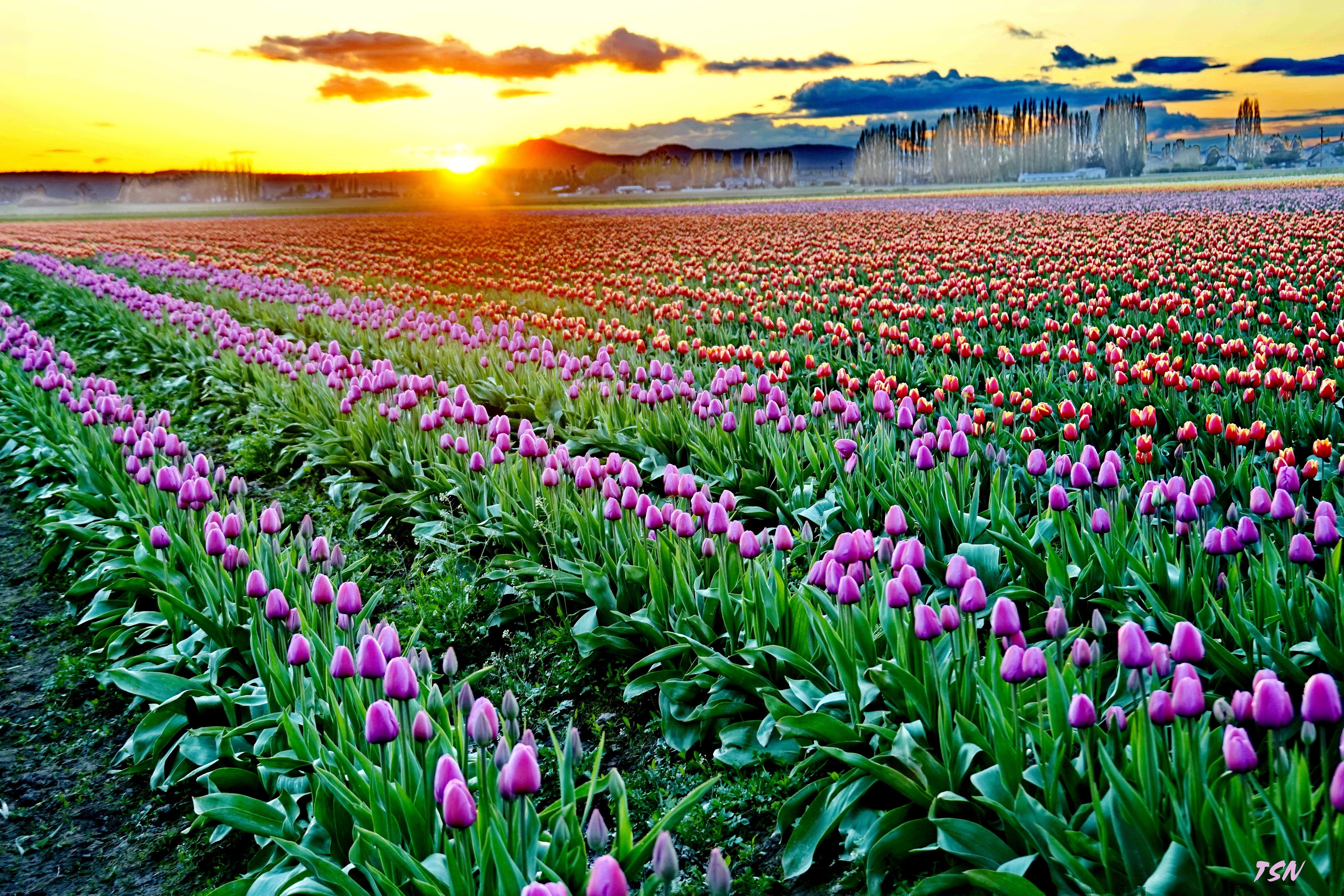 4K Tulips Field at Sunset HD Wallpaper