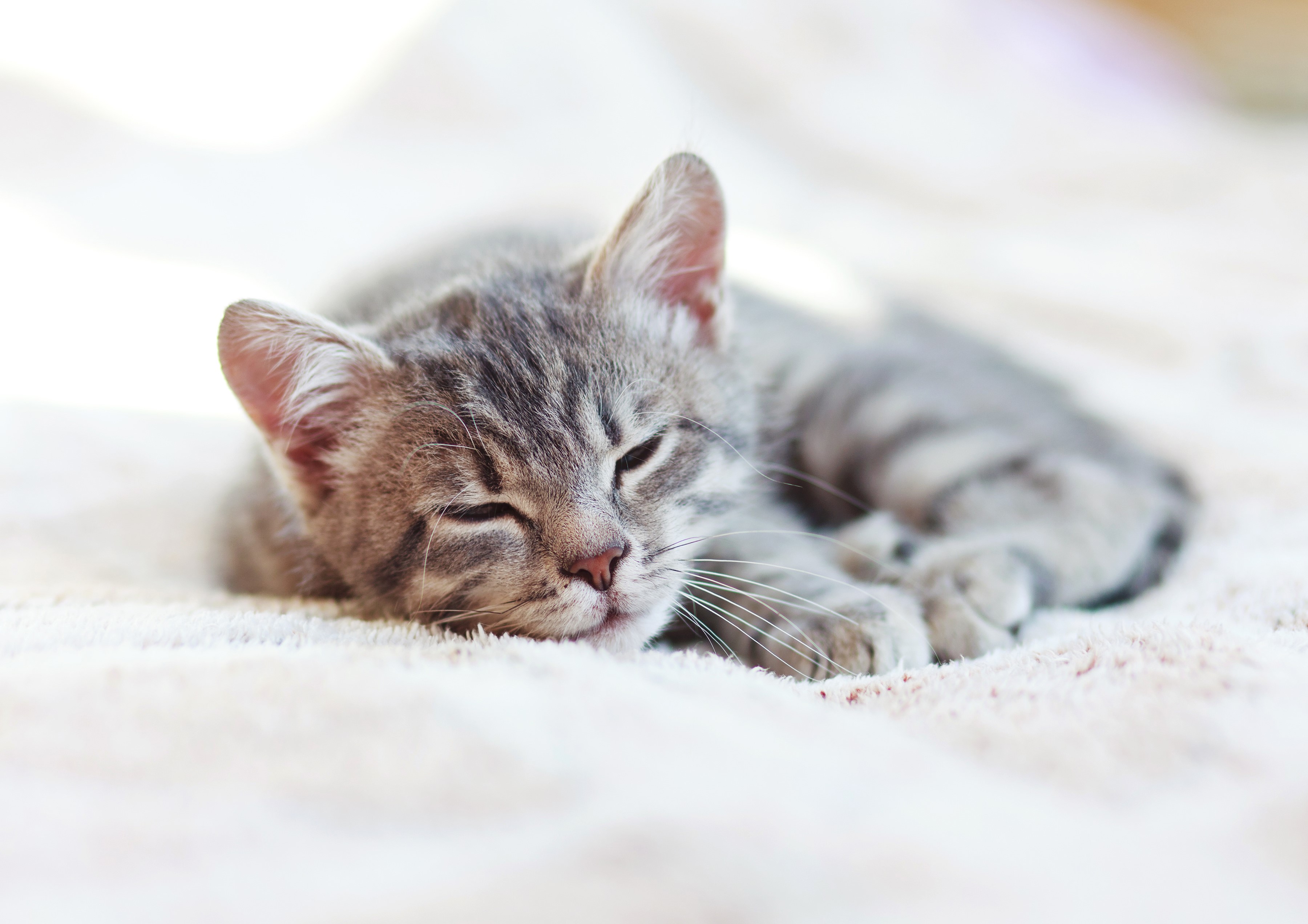 A sleeping tabby kitten on a soft blanket HD Wallpaper