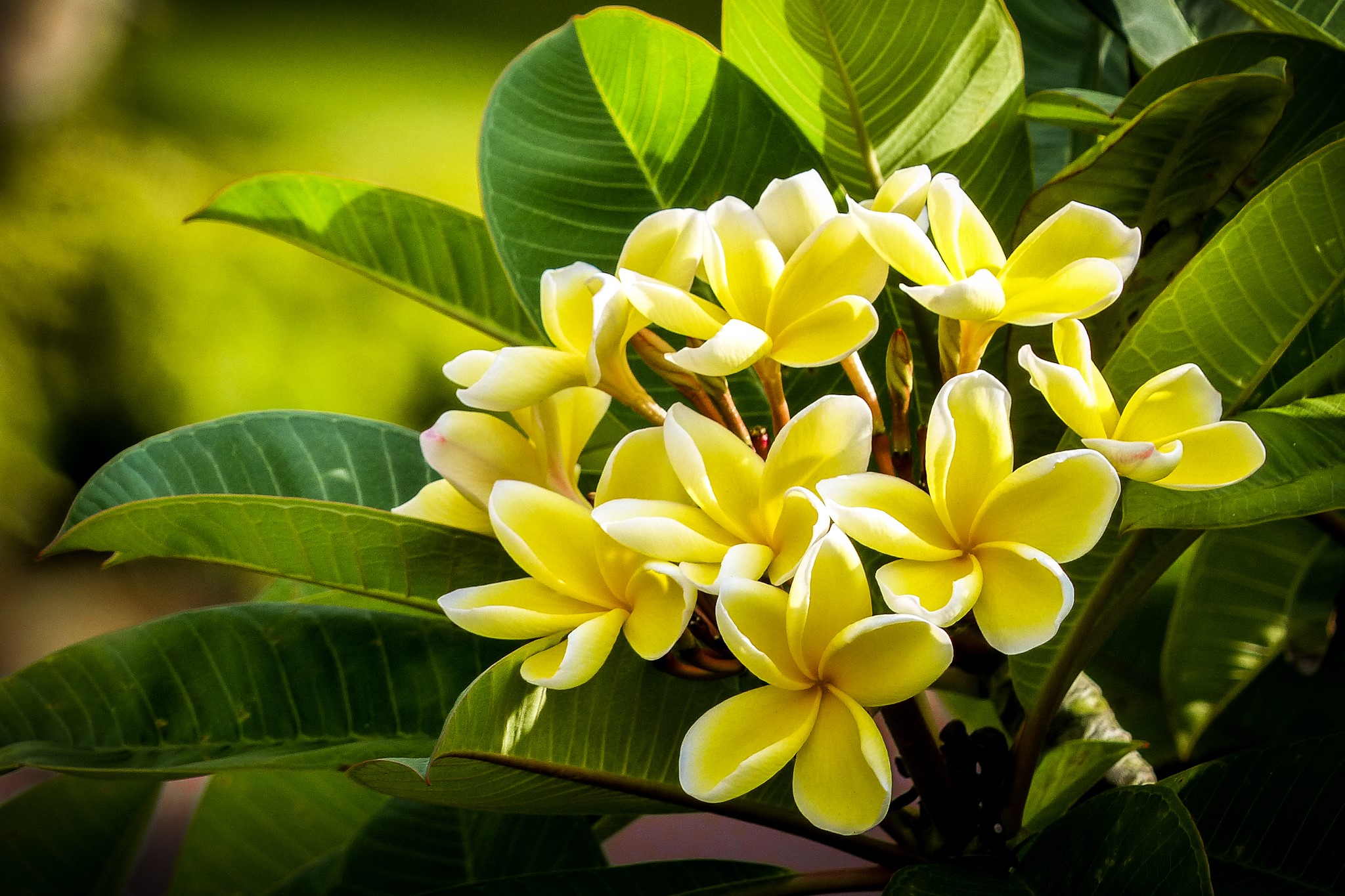 Yellow Plumeria flowers with green leaves HD Wallpaper