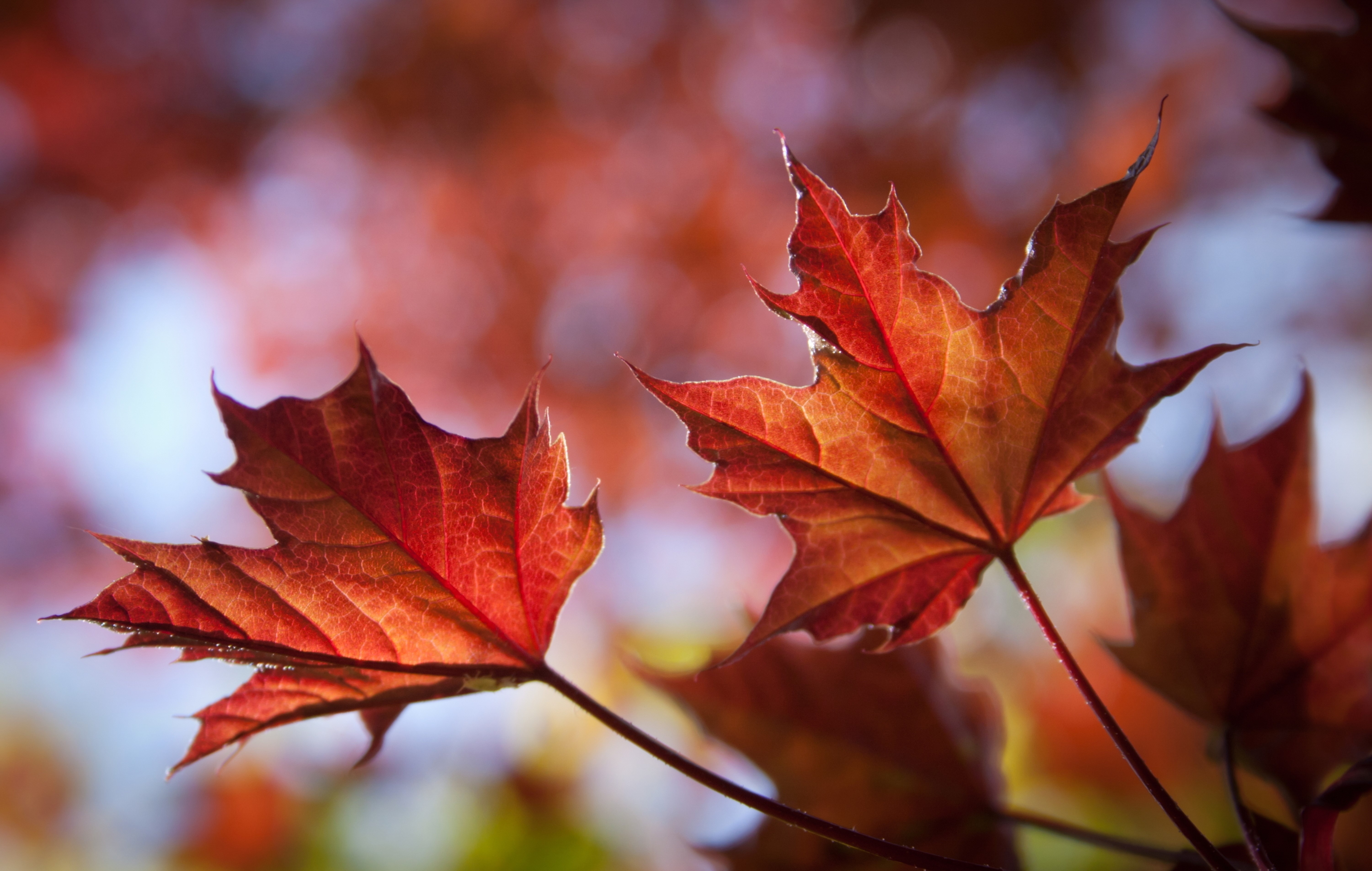Close-up of Red Maple Leaves in Sunlight HD Wallpaper