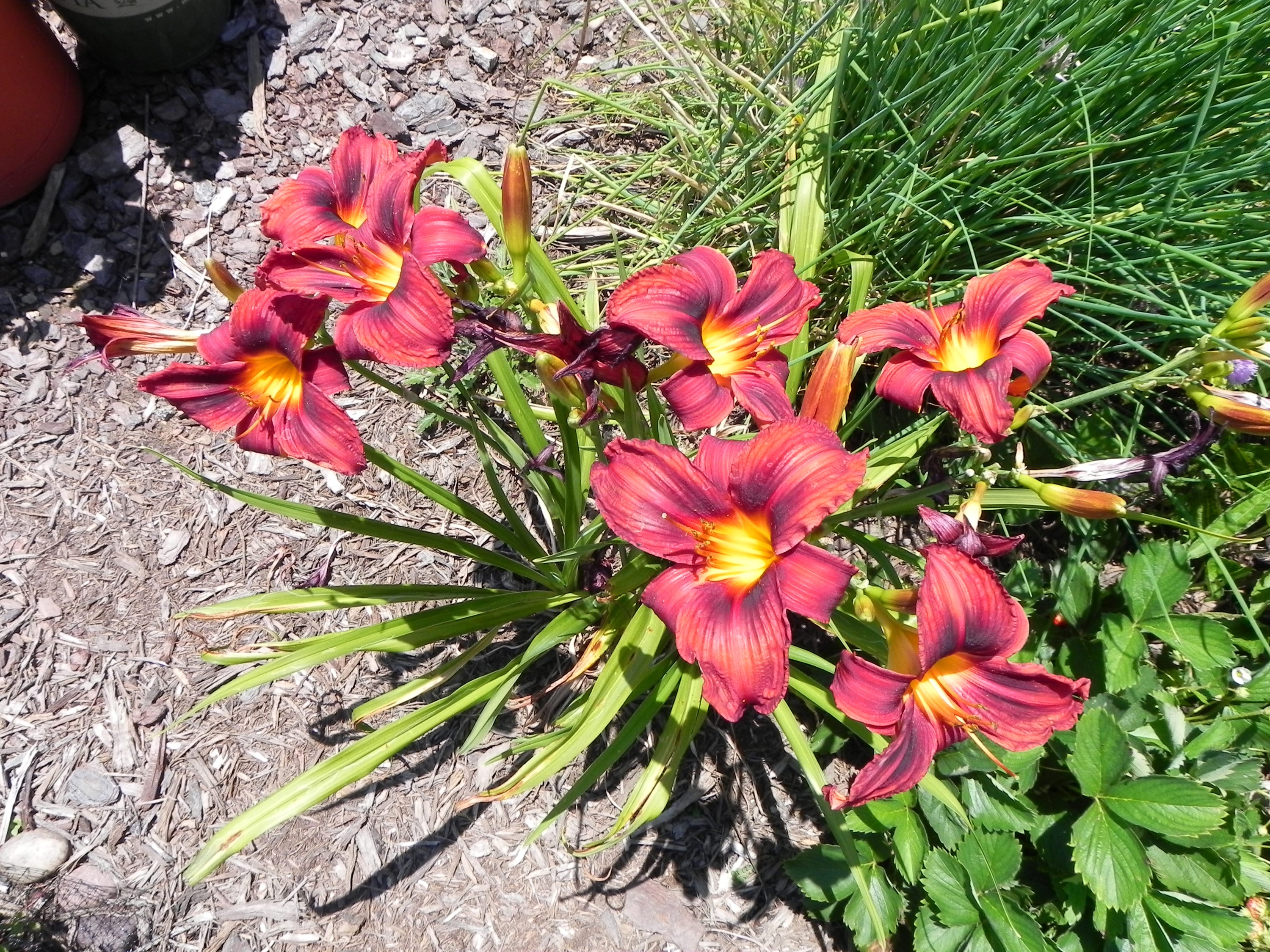 Deep Red Daylilies with Yellow Centers HD Wallpaper