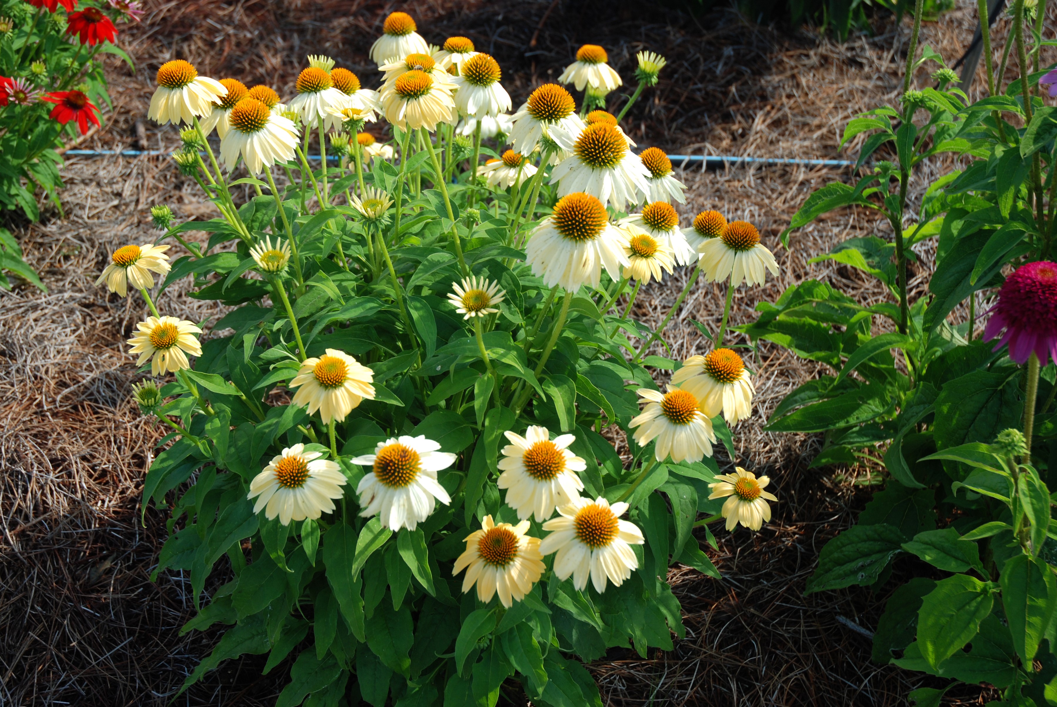 White Echinacea flowers in a garden bed HD Wallpaper