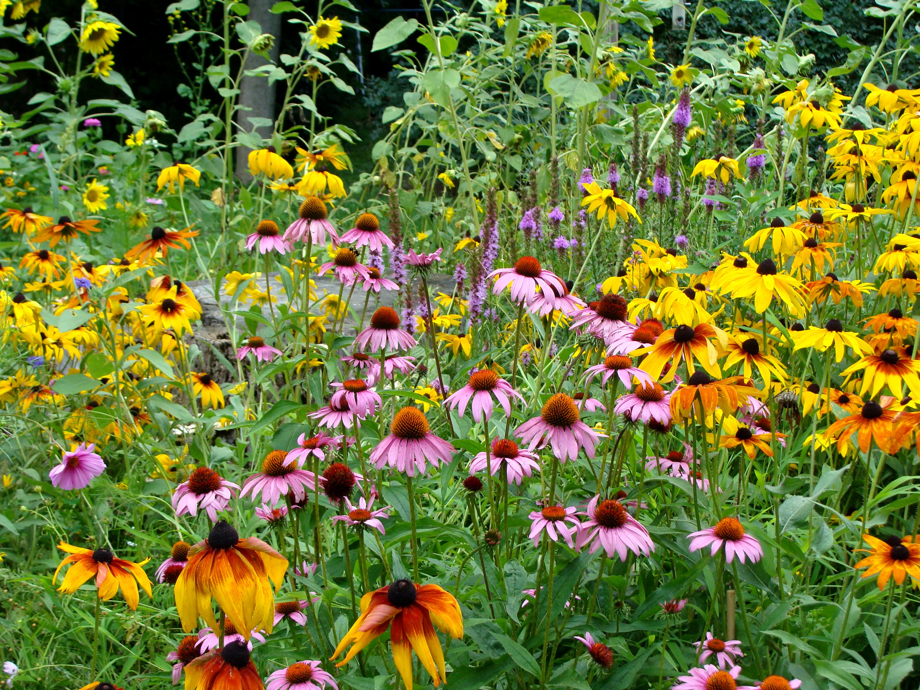 Field of Echinacea and Black-Eyed Susans HD Wallpaper