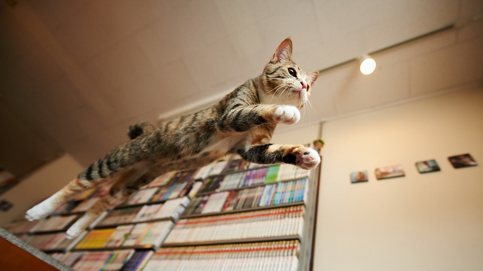 Tabby cat jumping in mid-air HD Wallpaper