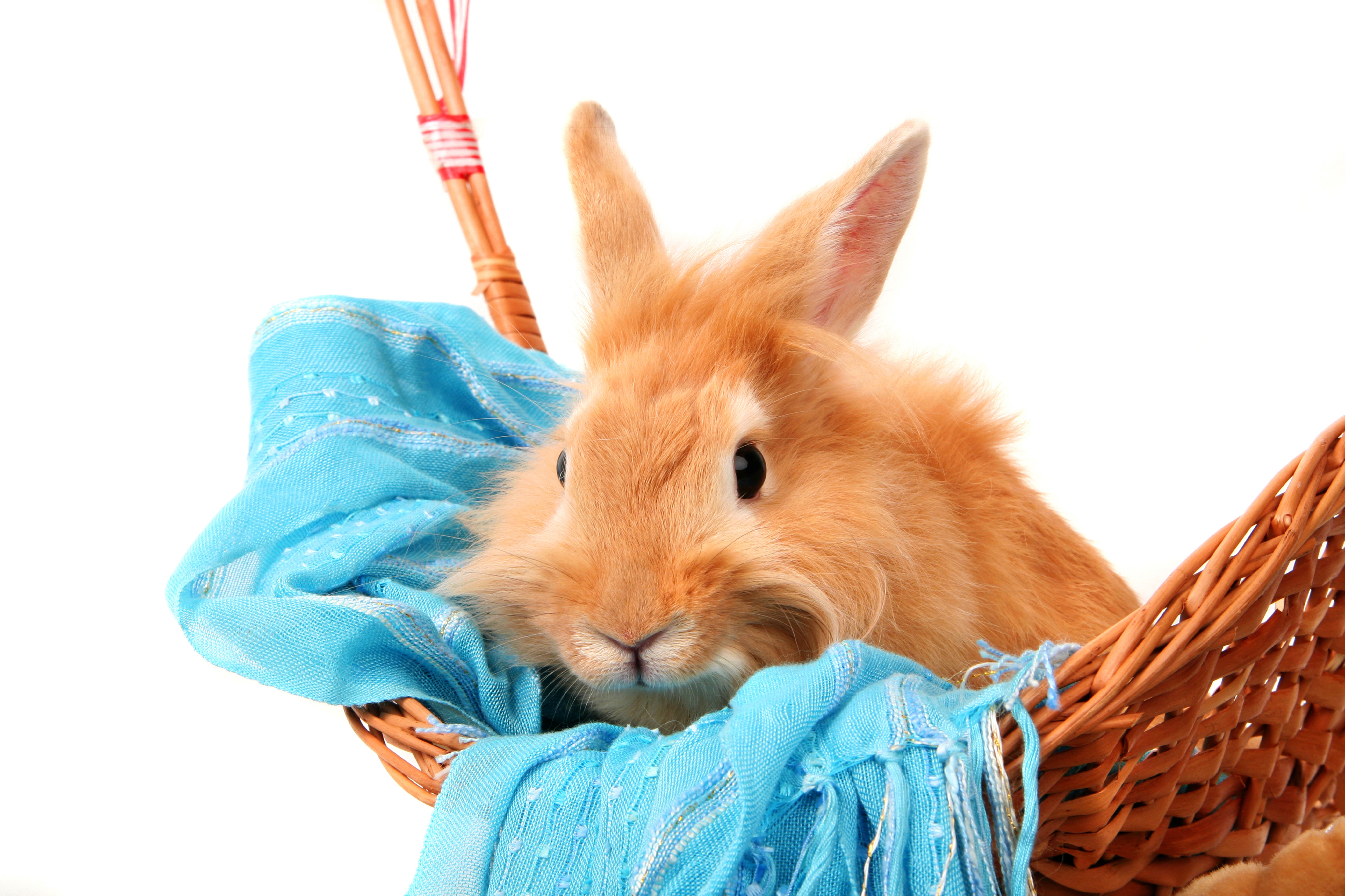 Ginger rabbit in a basket with blue scarf HD Wallpaper