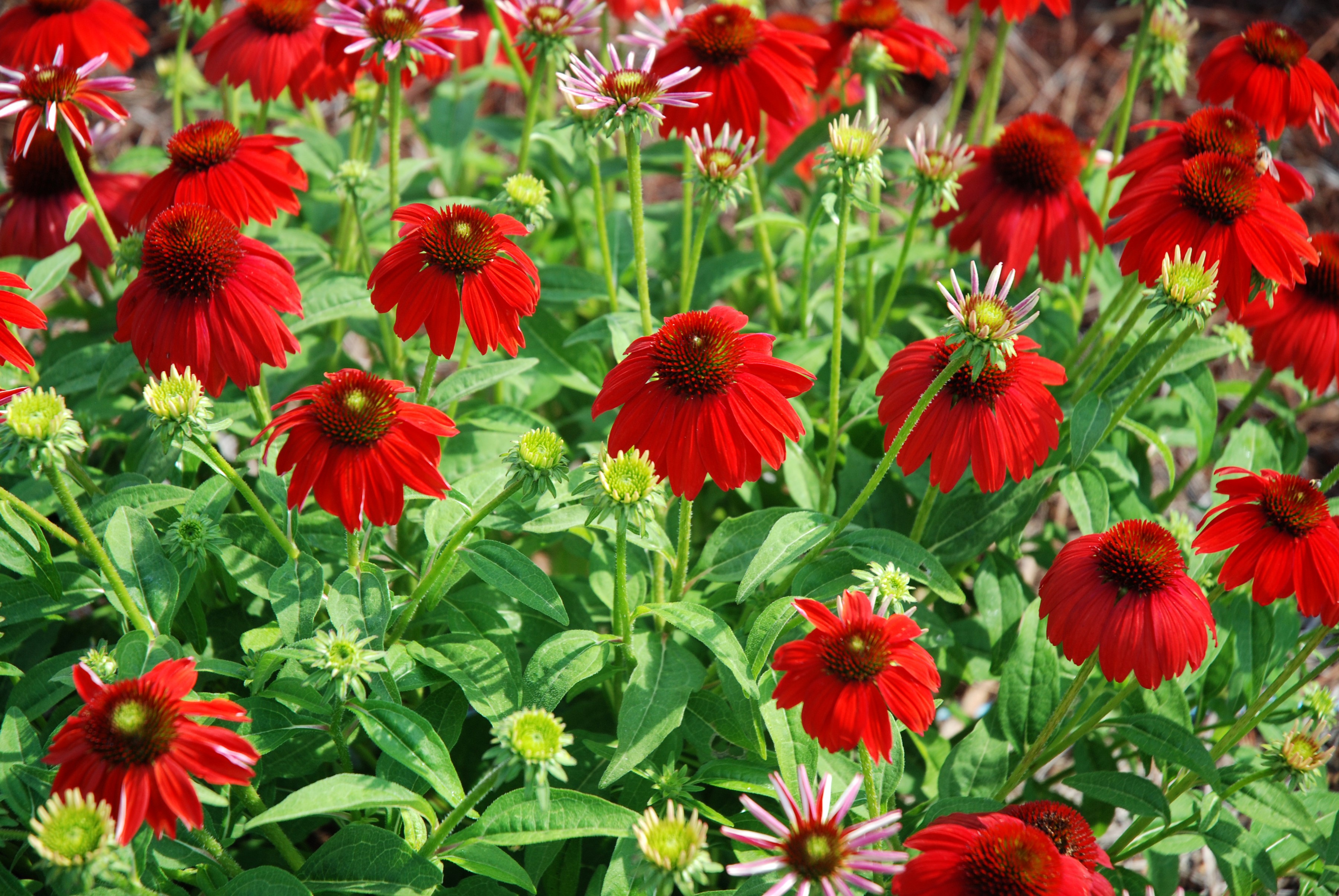 Red Echinacea purpurea flowers in a garden HD Wallpaper