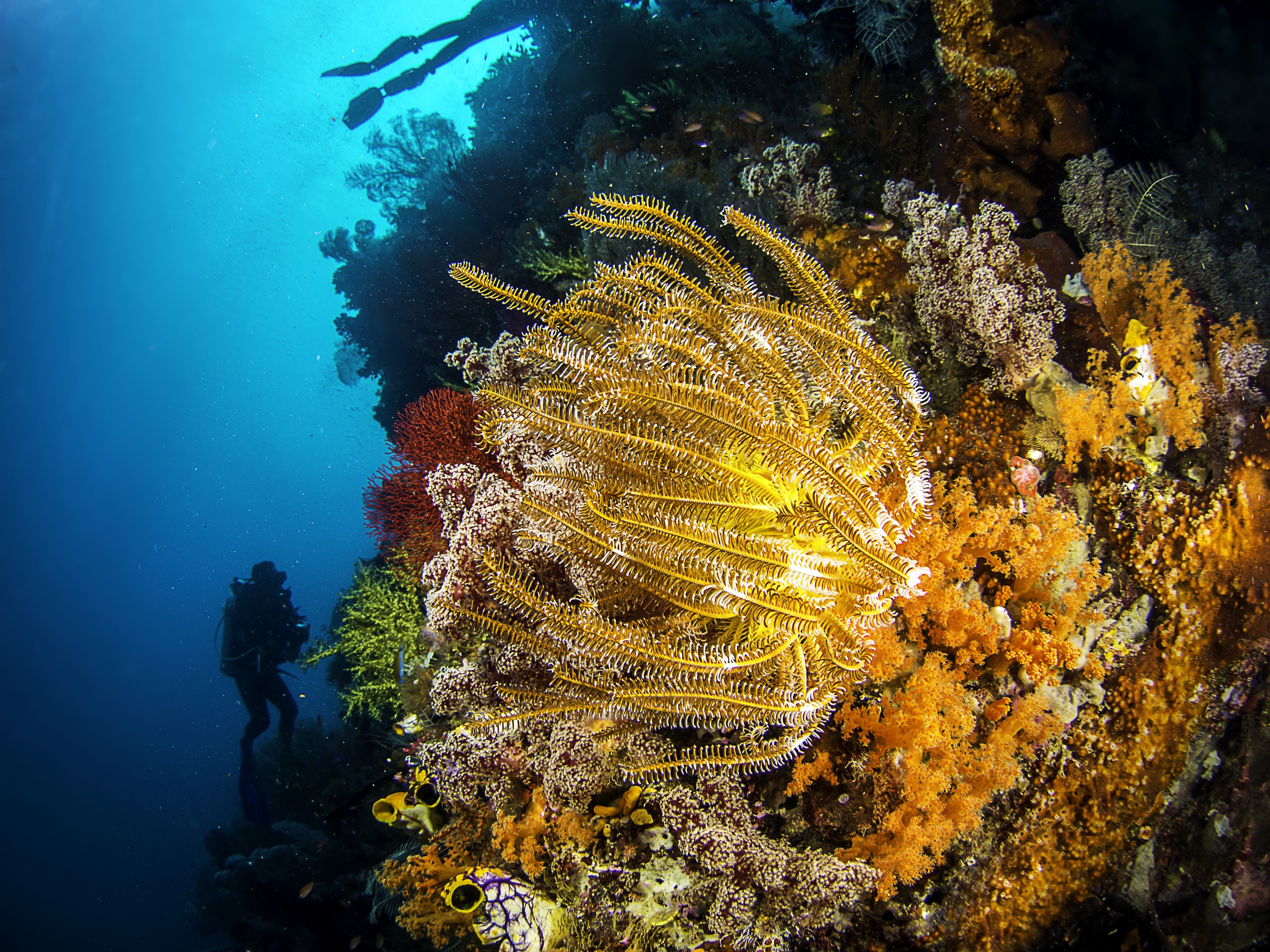 4K Underwater World with Corals and Fish HD Wallpaper