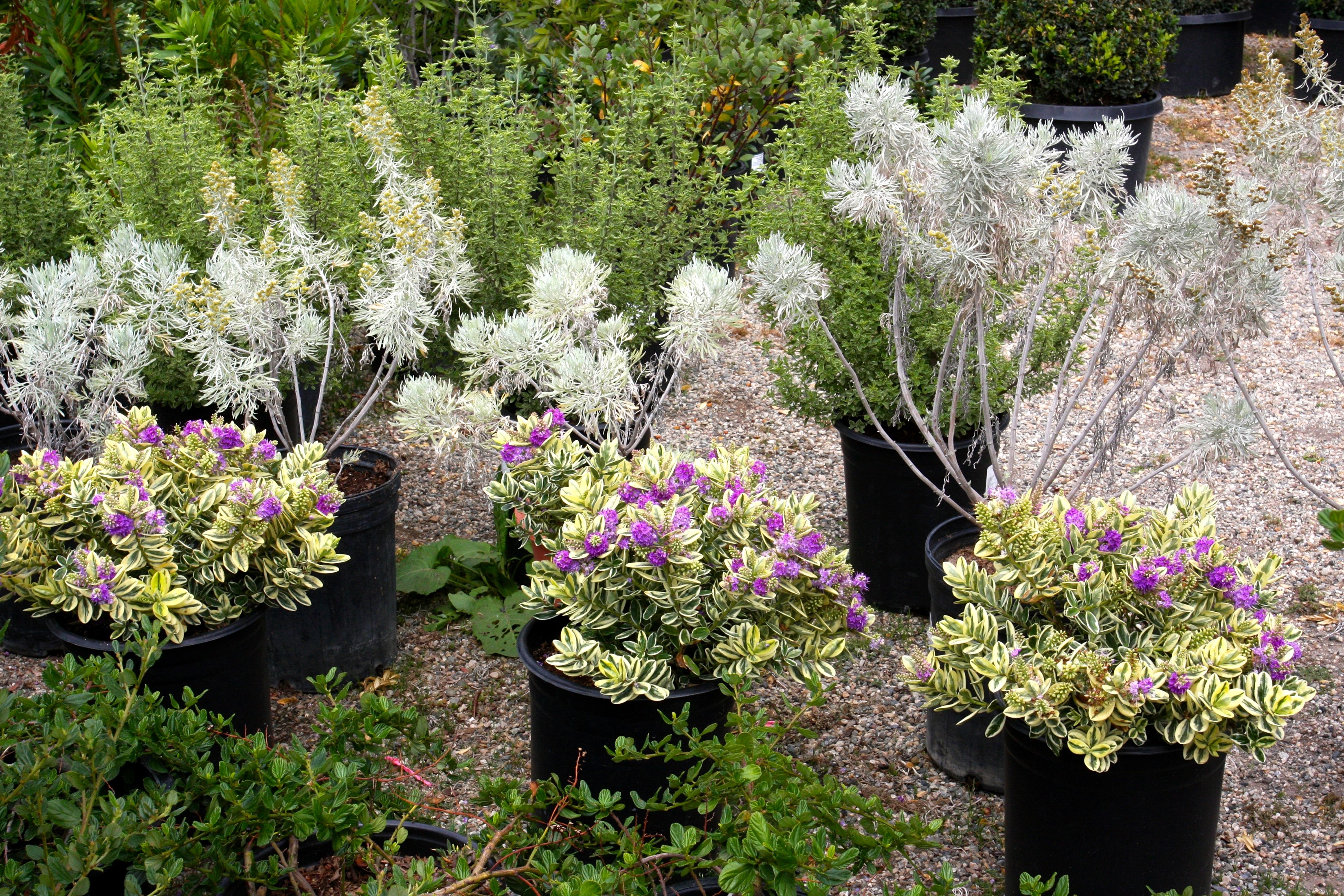 Variegated shrubs with purple flowers in pots HD Wallpaper