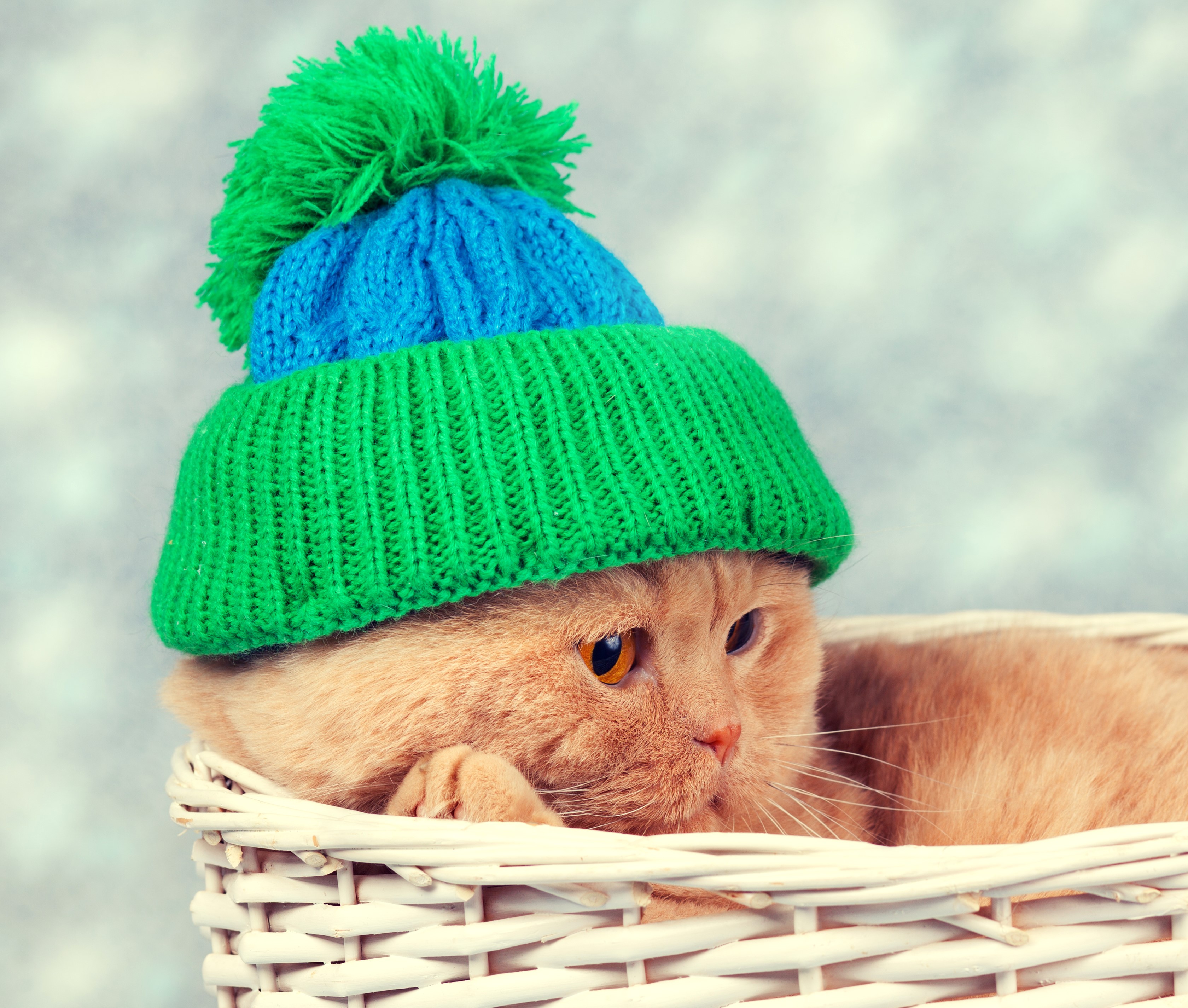 Ginger cat wearing a blue and green winter hat HD Wallpaper