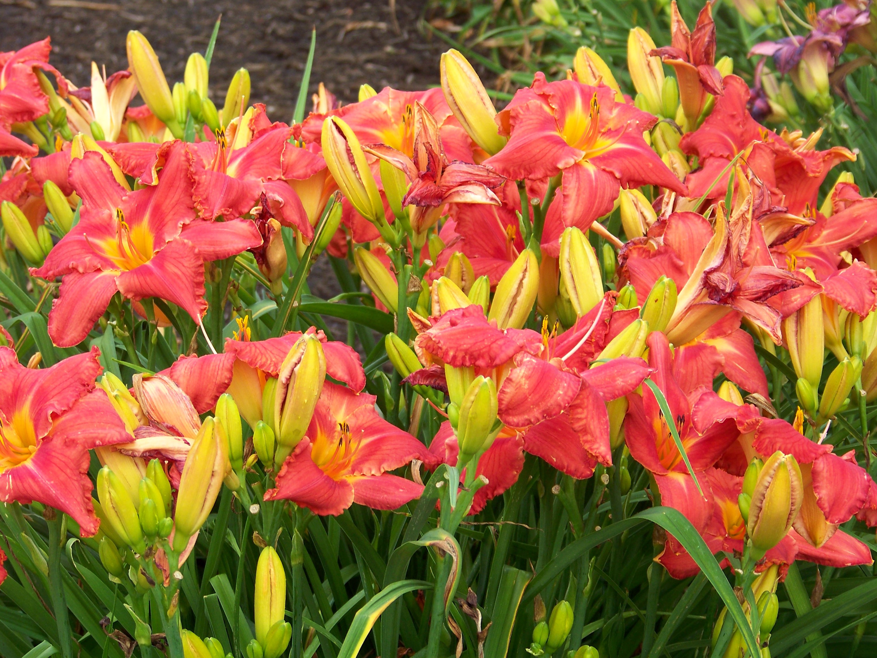 Red and yellow lilies with green buds HD Wallpaper