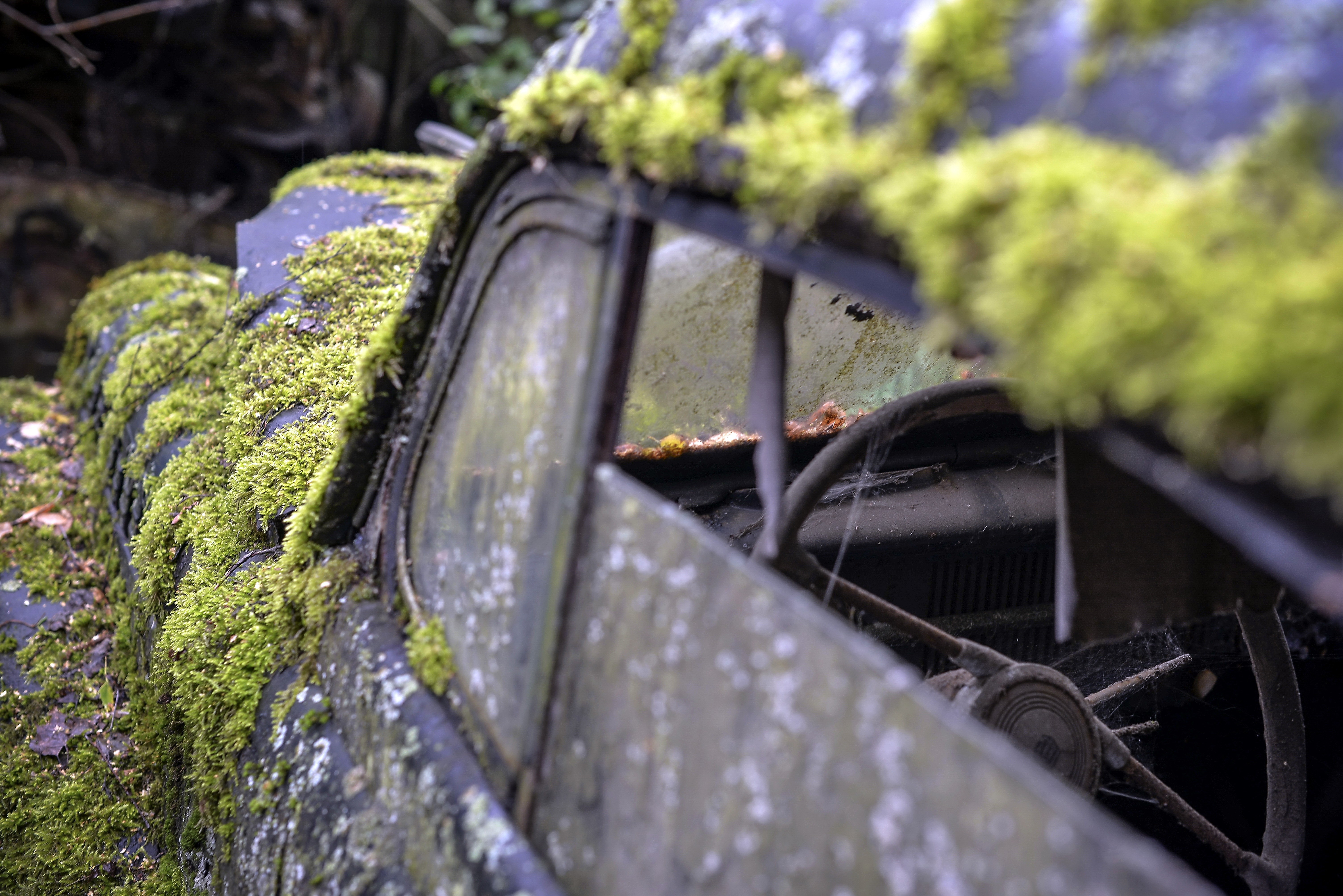 Old car covered in moss HD Wallpaper