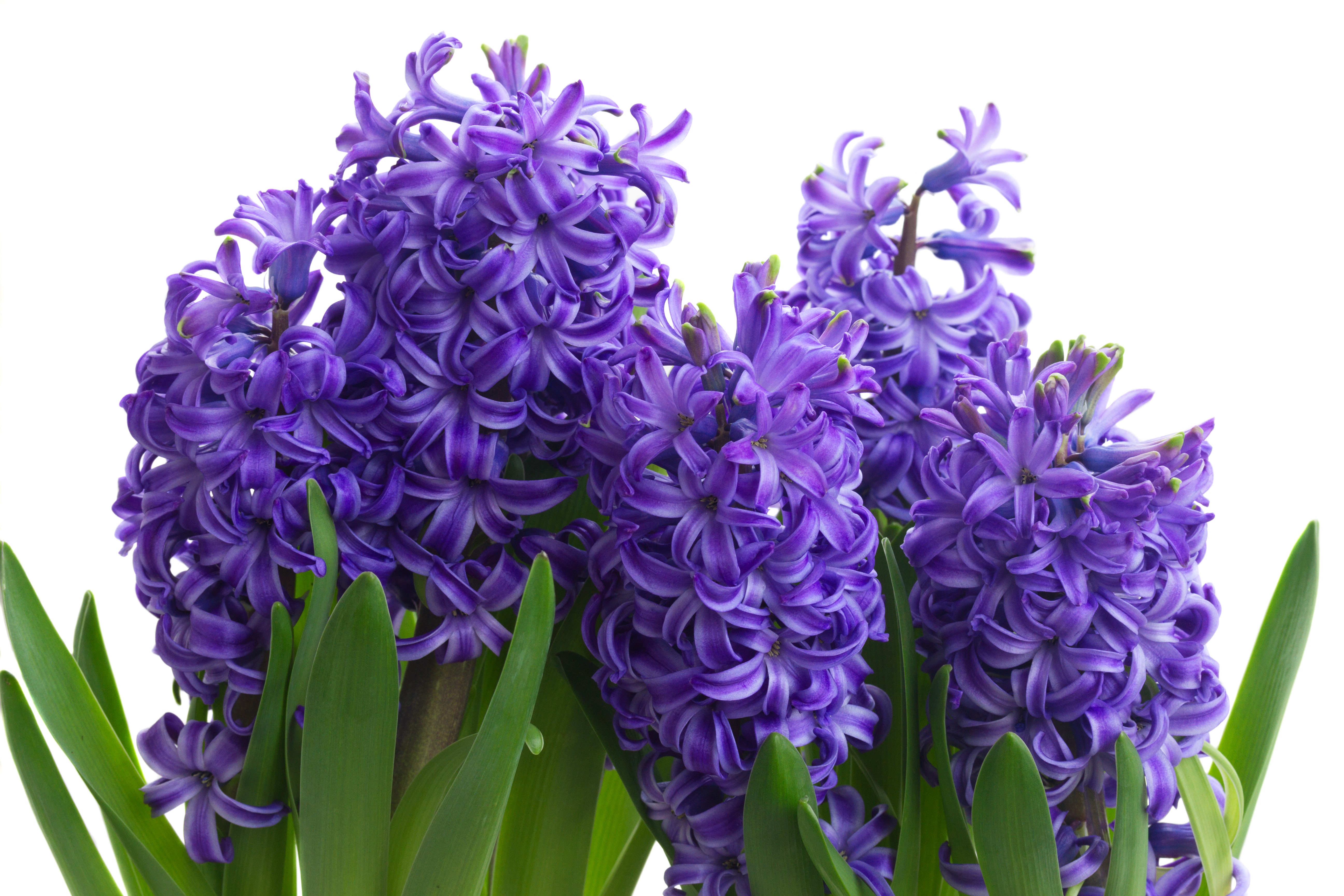 Purple Hyacinths in Closeup HD Wallpaper
