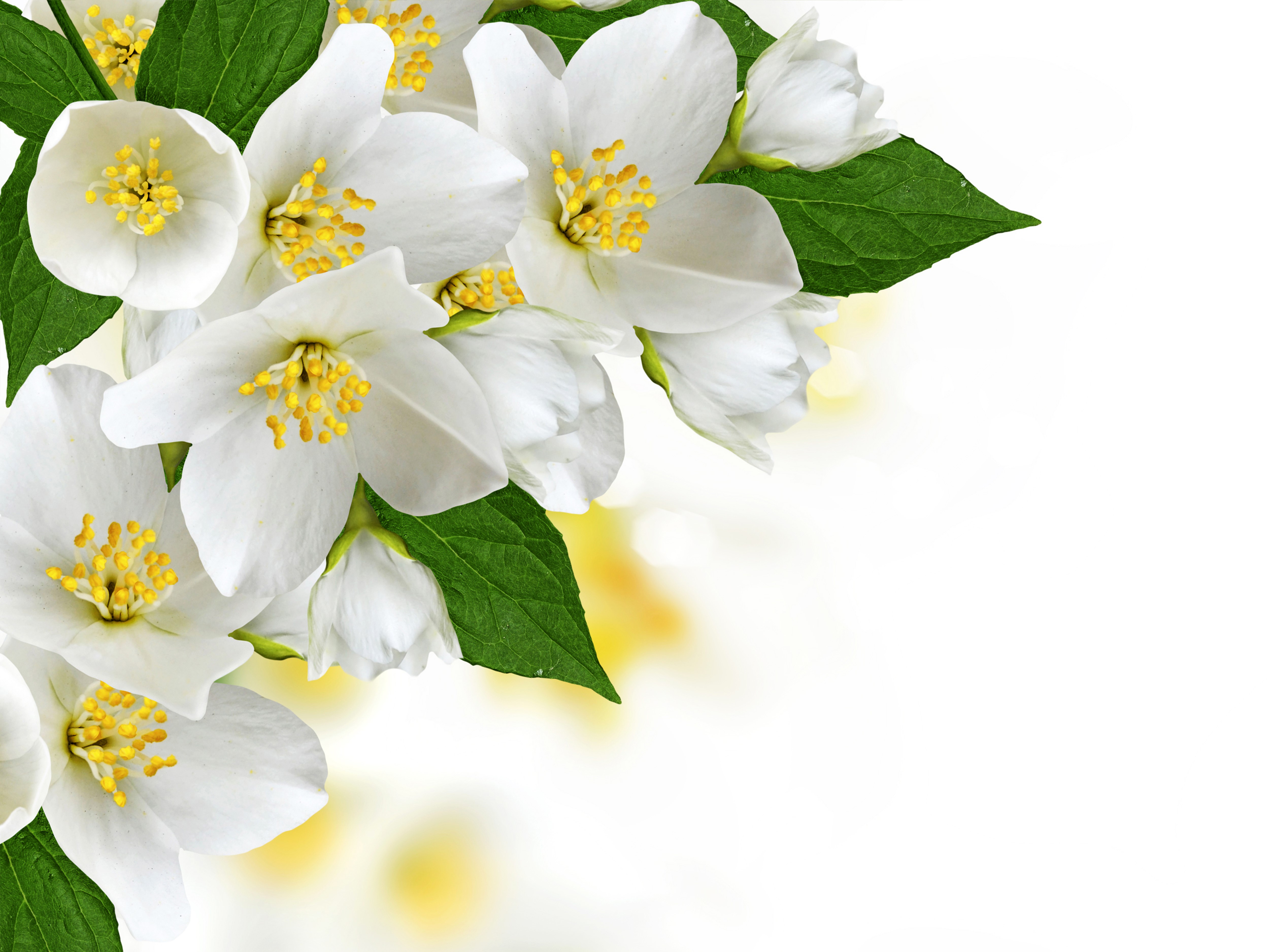 White Jasmine Flowers with Green Leaves HD Wallpaper