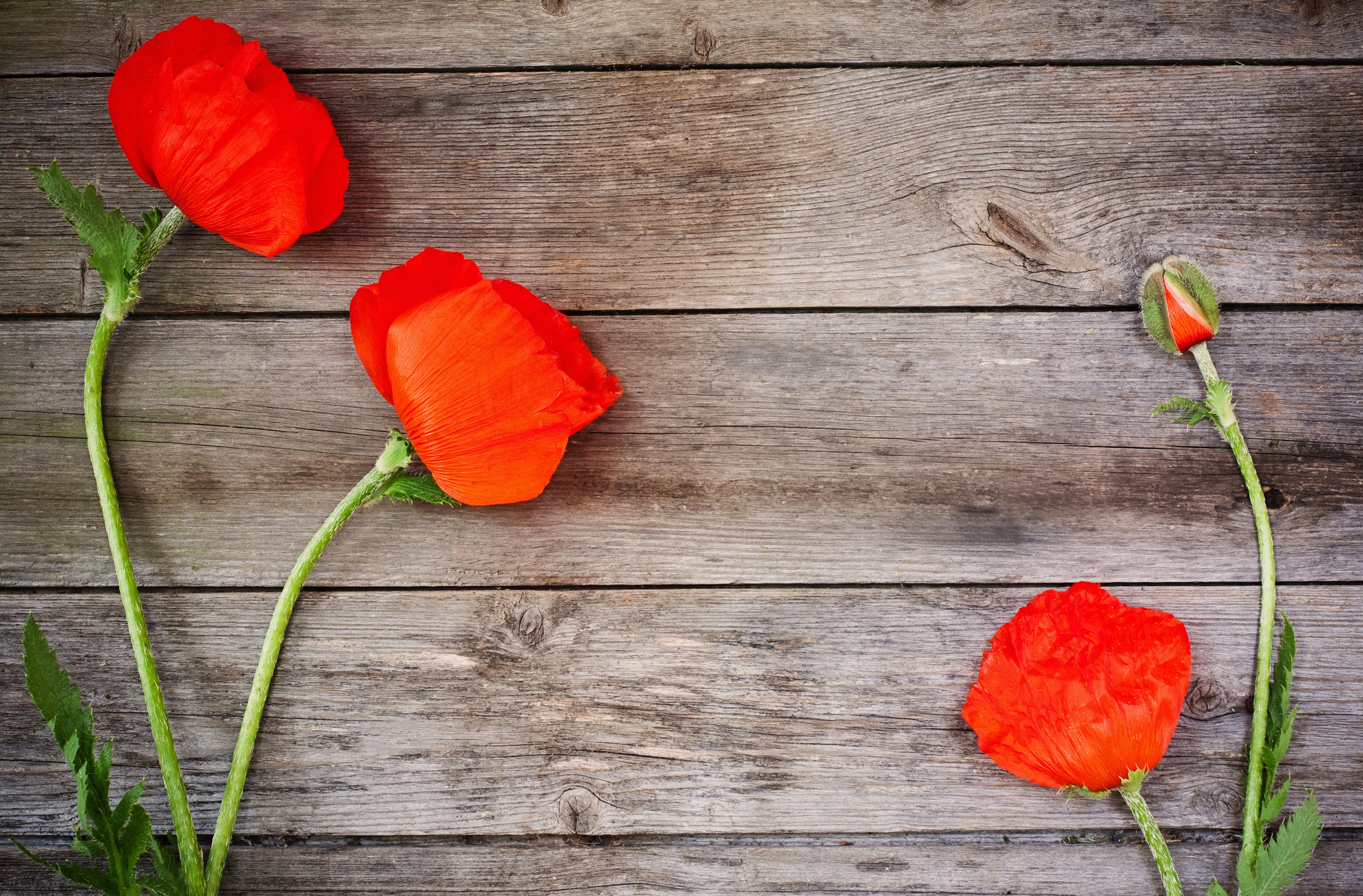 Red Poppies on Wood Planks HD Wallpaper