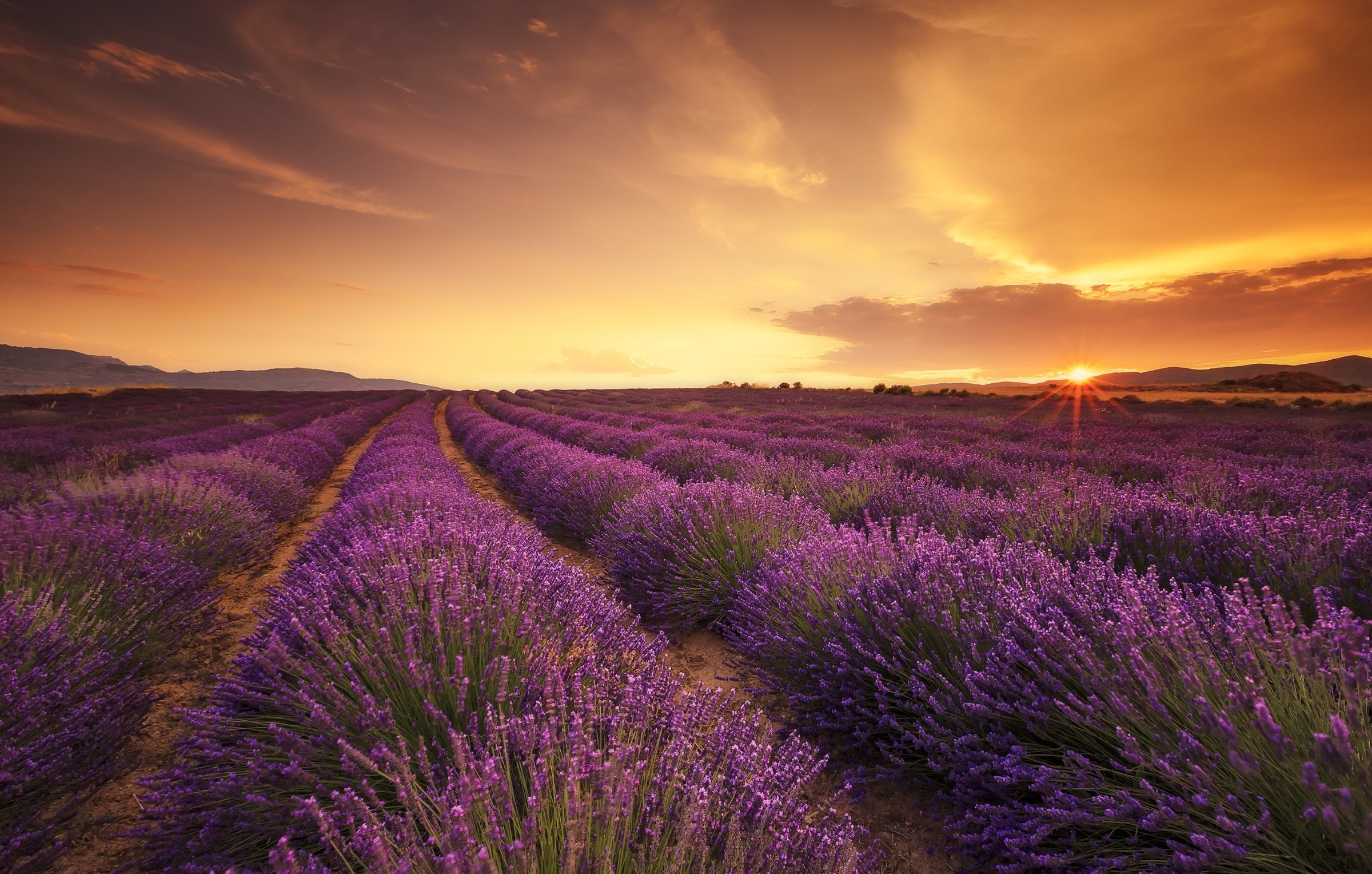Lavender Field at Sunset HD Wallpaper
