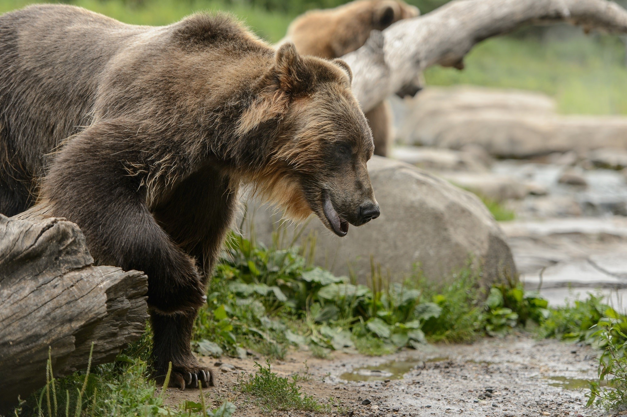 Brown Bears in a Natural Habitat HD Wallpaper