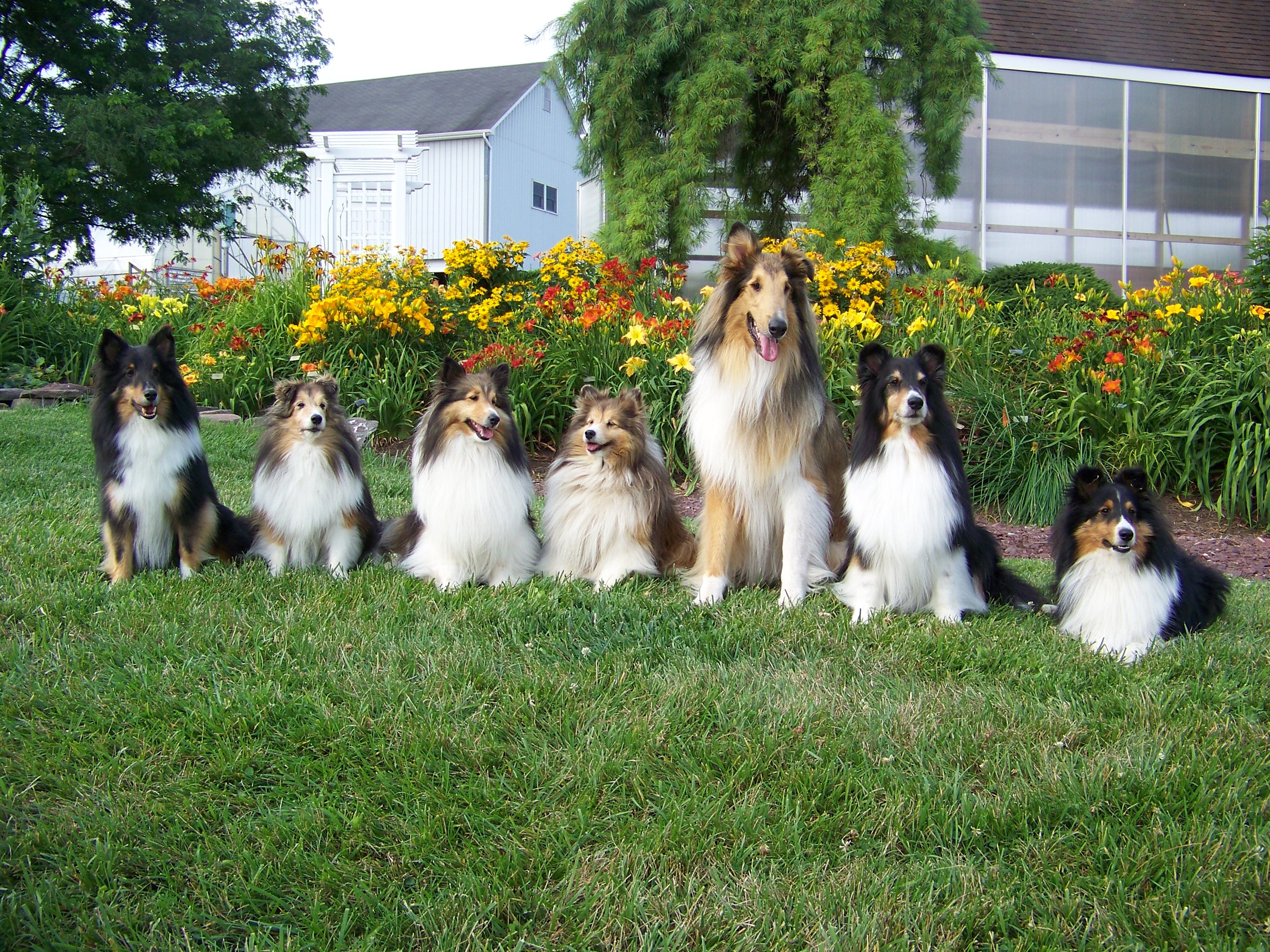 Seven Sheltie Shetland Sheepdogs sitting on grass in front of flowers HD Wallpaper