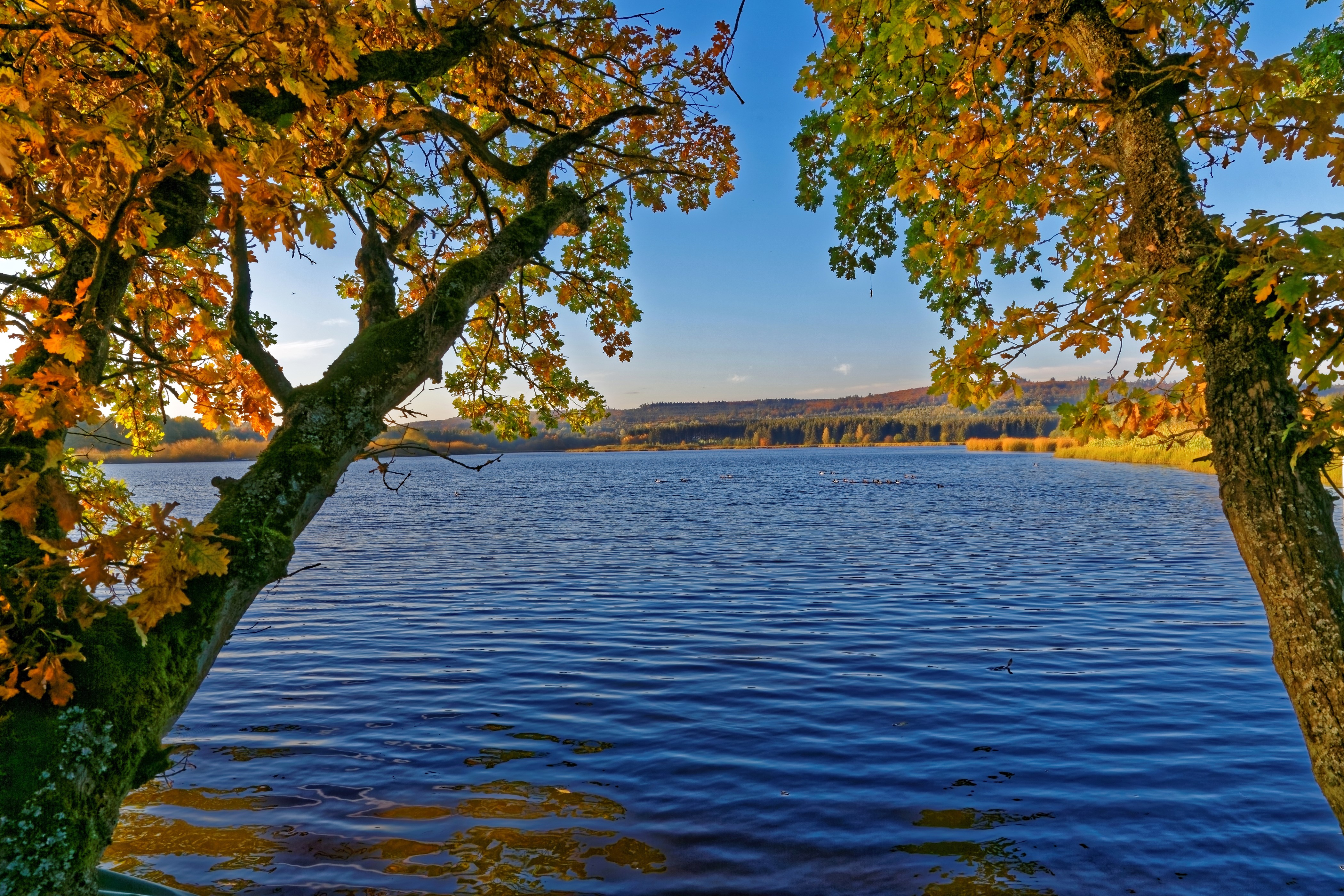 Autumn trees by a lake in Germany HD Wallpaper
