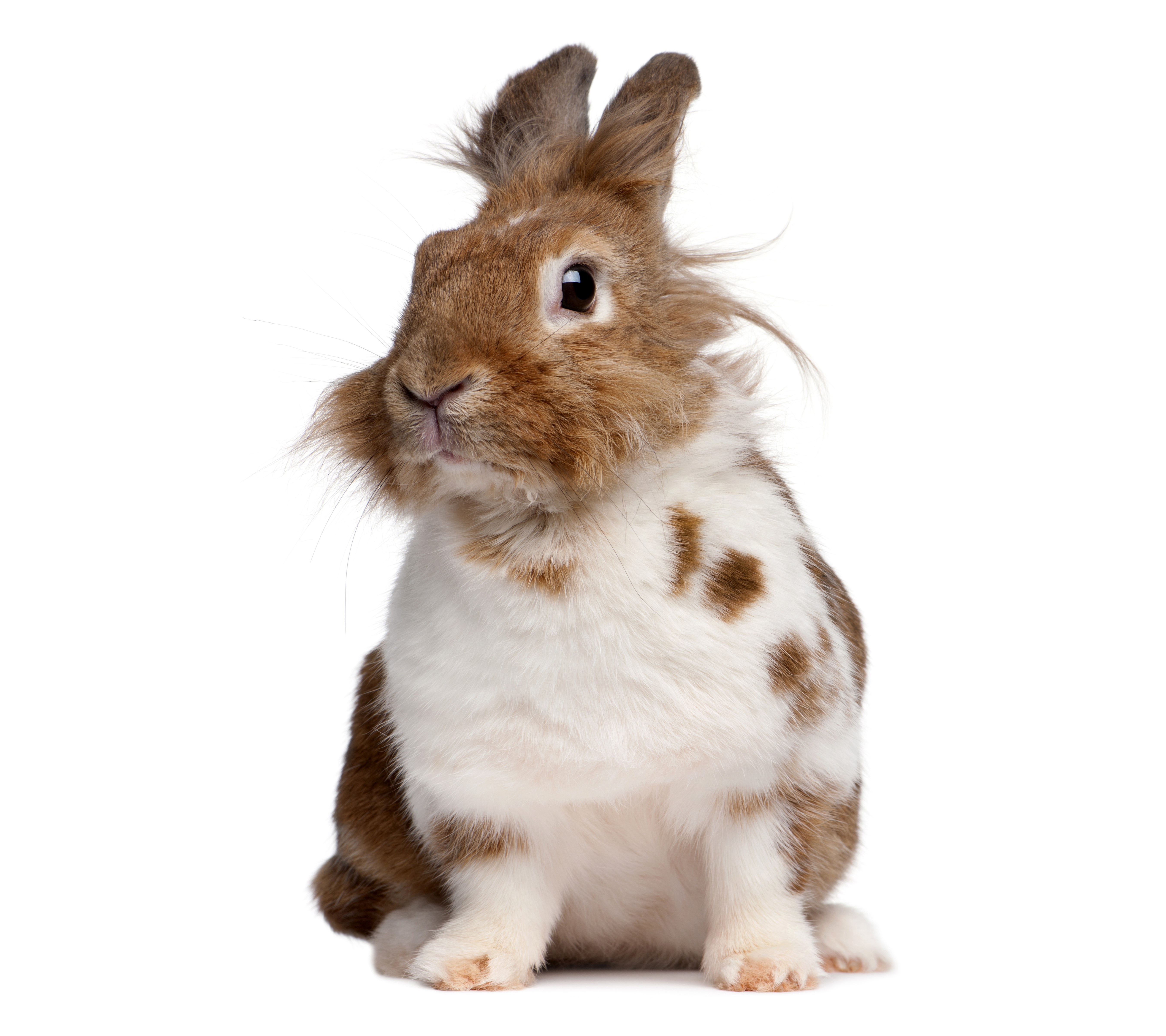 Brown and white rabbit sitting HD Wallpaper