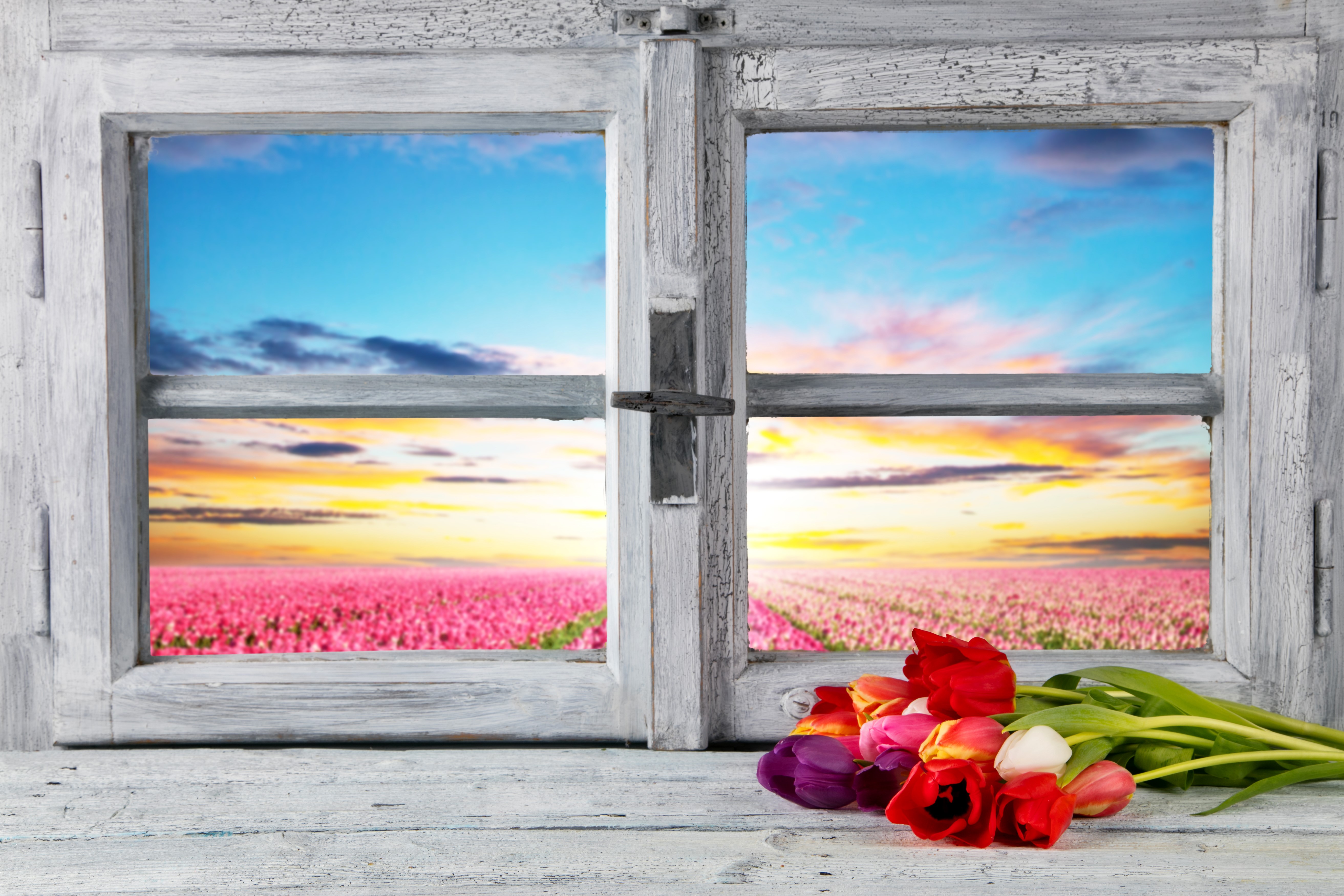 Tulips in a bouquet on a windowsill with a view of a tulip field HD Wallpaper