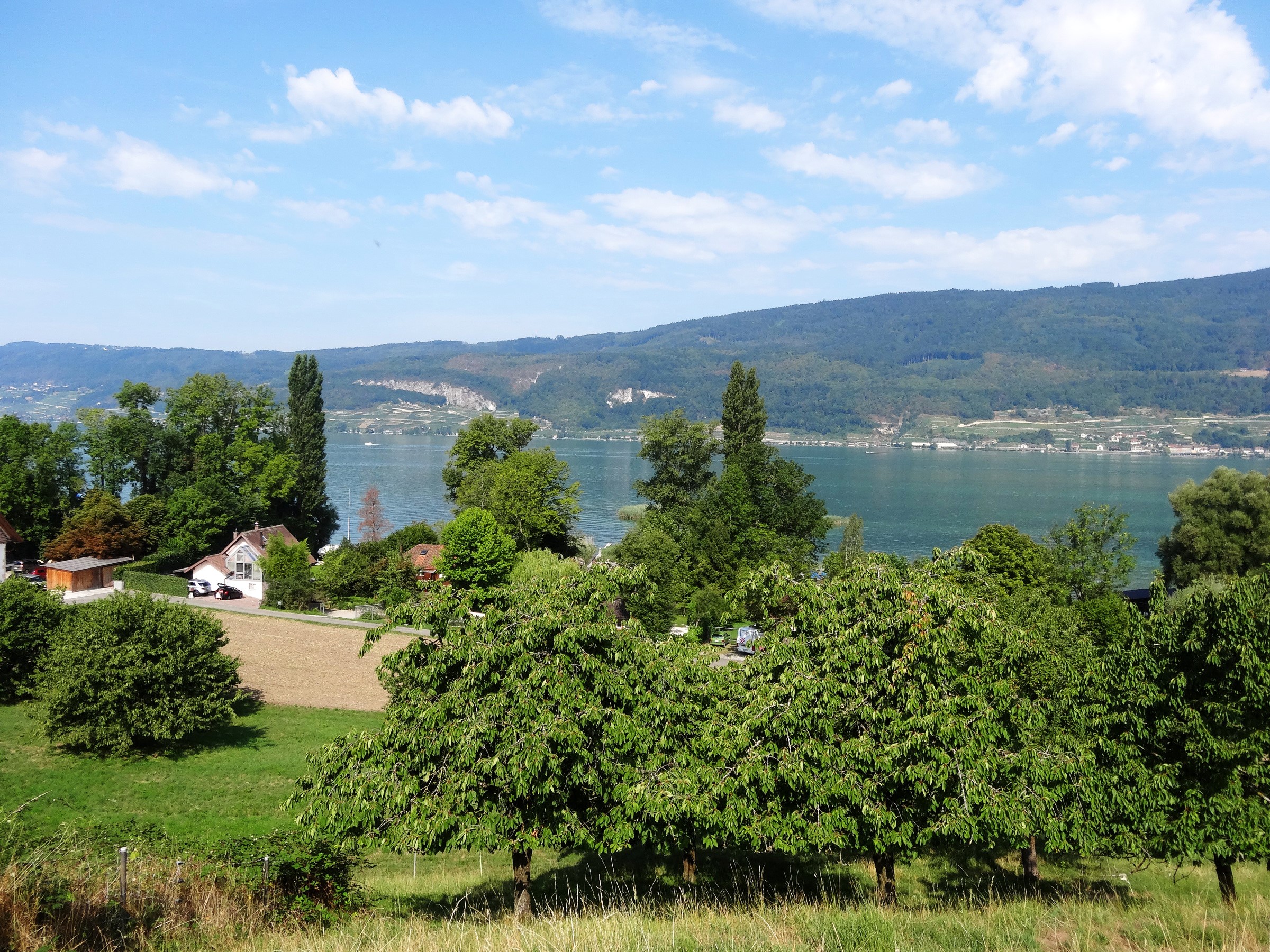 Lake Geneva with trees and houses in Switzerland HD Wallpaper