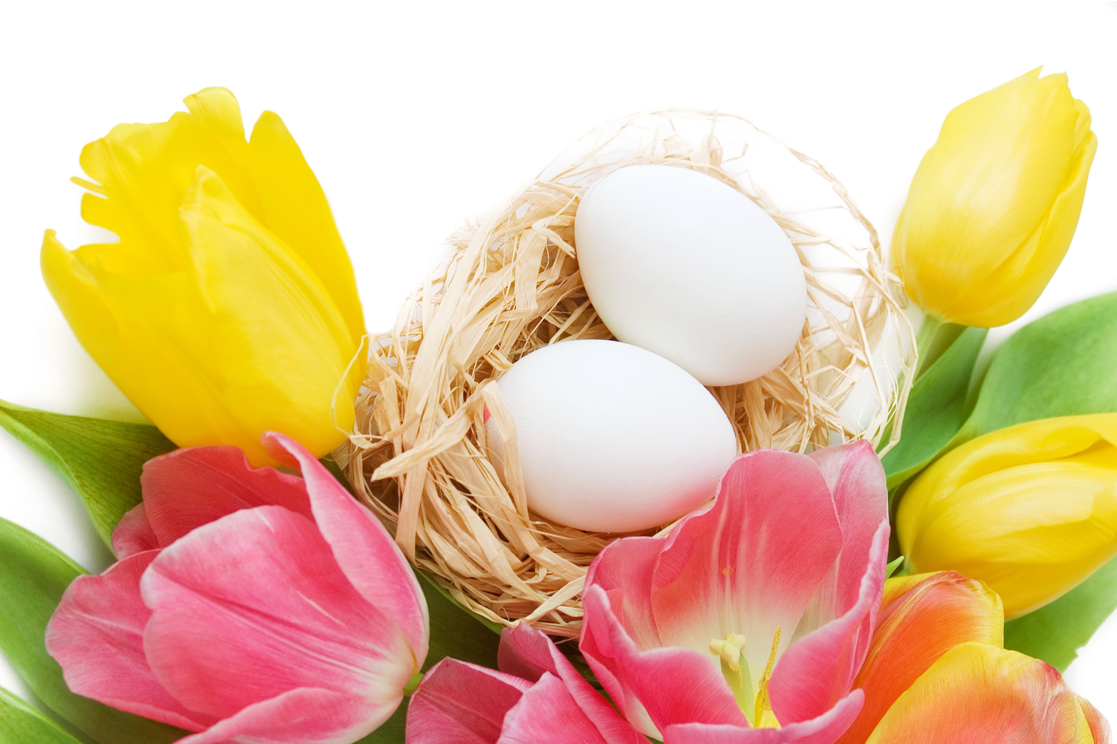 Easter eggs in a nest with tulips HD Wallpaper