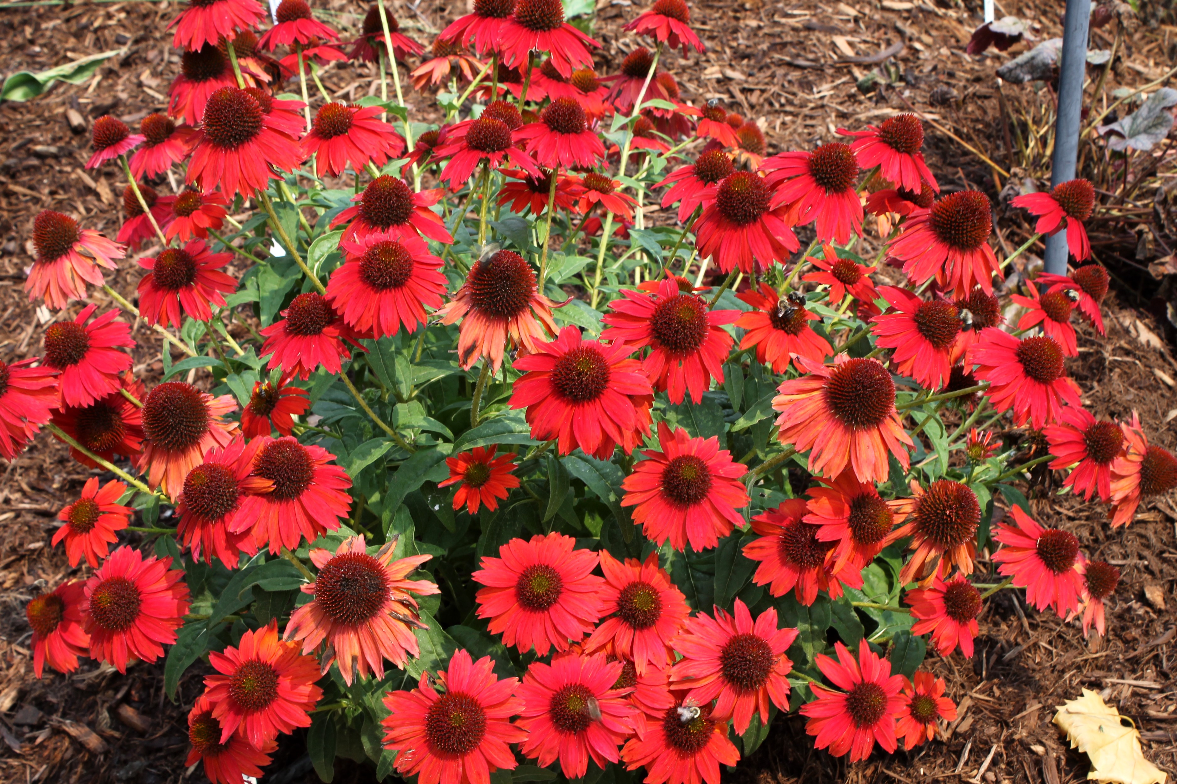 Red Echinacea purpurea flowers HD Wallpaper