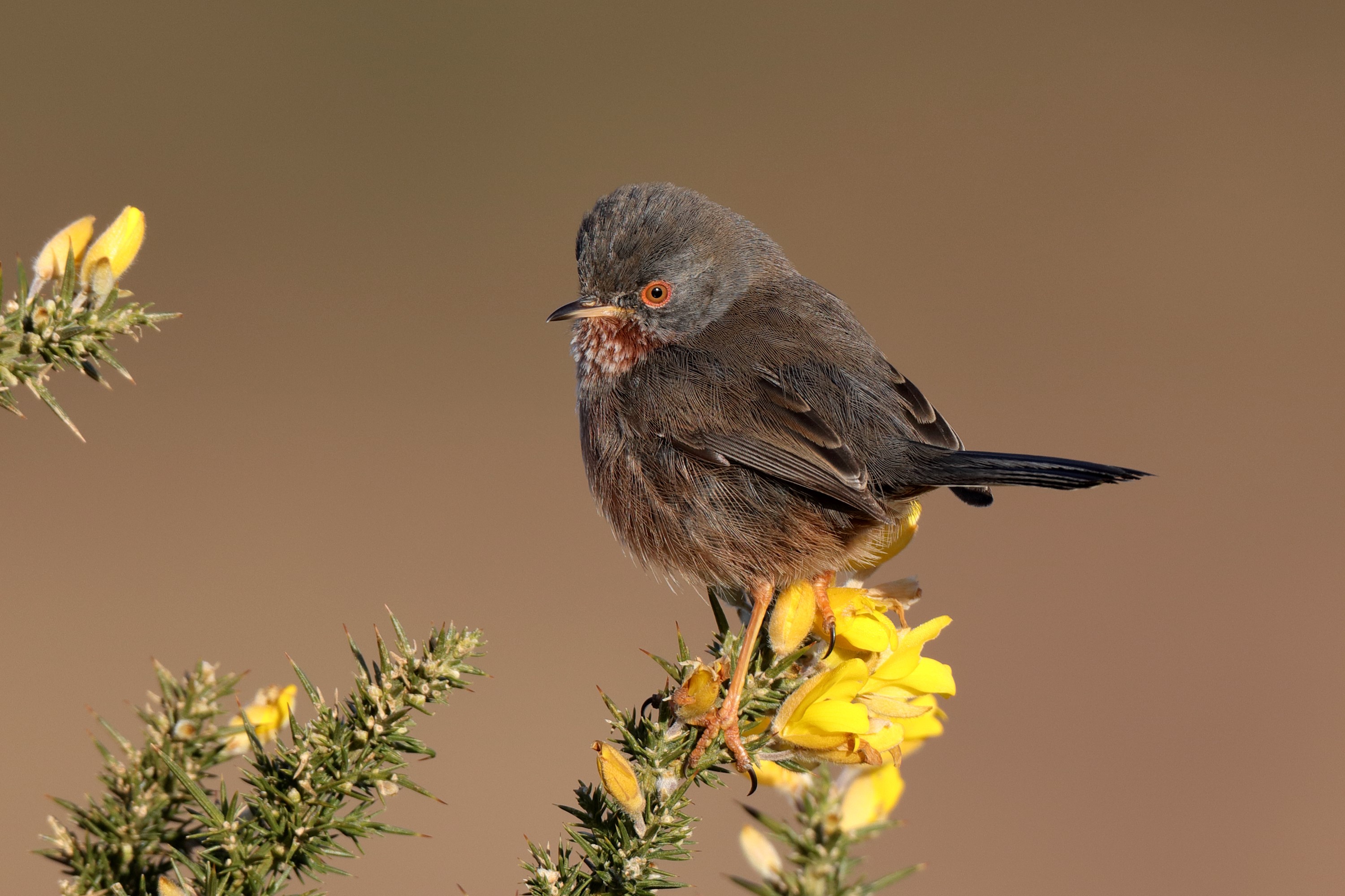 Dartford Warbler perched on a gorse bush with yellow flowers HD Wallpaper
