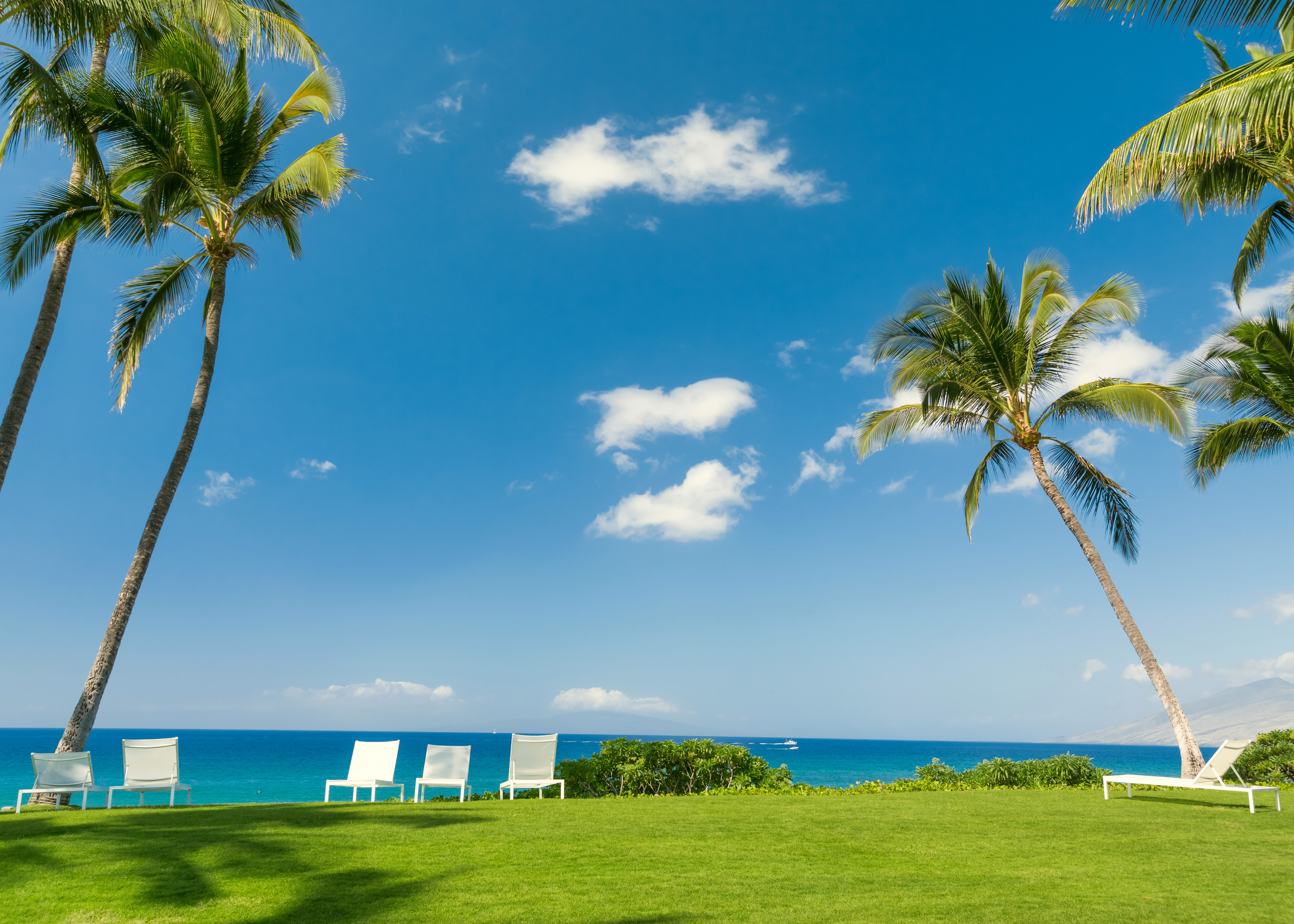 Tropical Coast with Palm Trees and Lounge Chairs HD Wallpaper