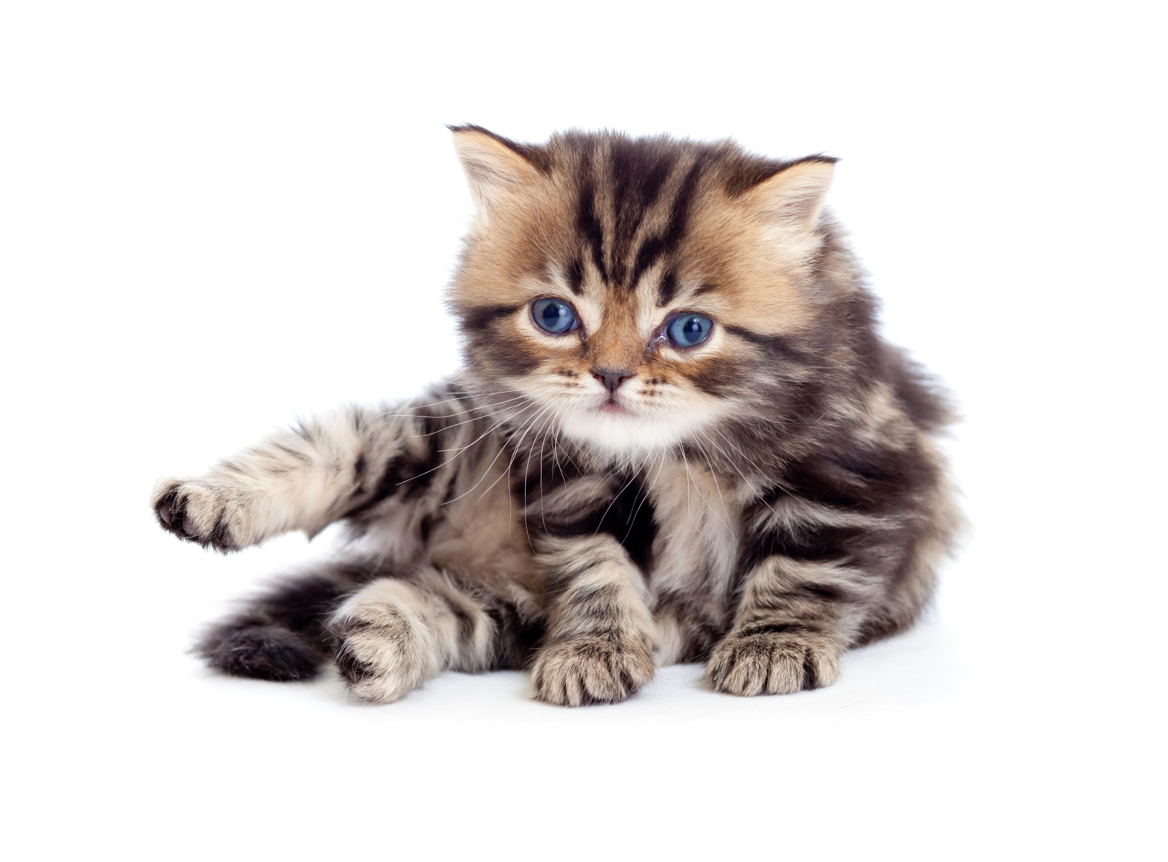 A fluffy tabby kitten with blue eyes sits on a white background. HD Wallpaper