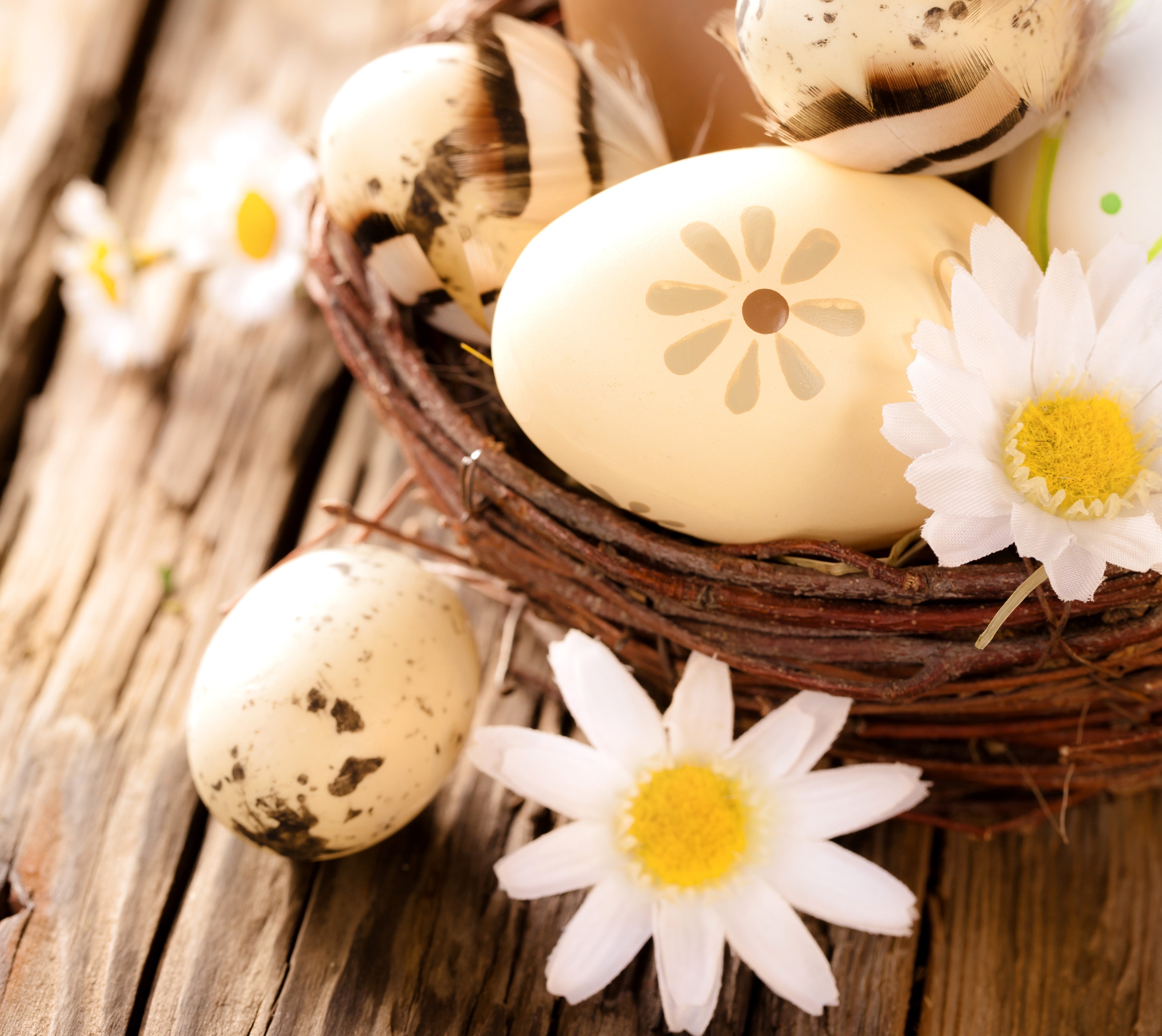 Easter eggs in a nest with flowers HD Wallpaper