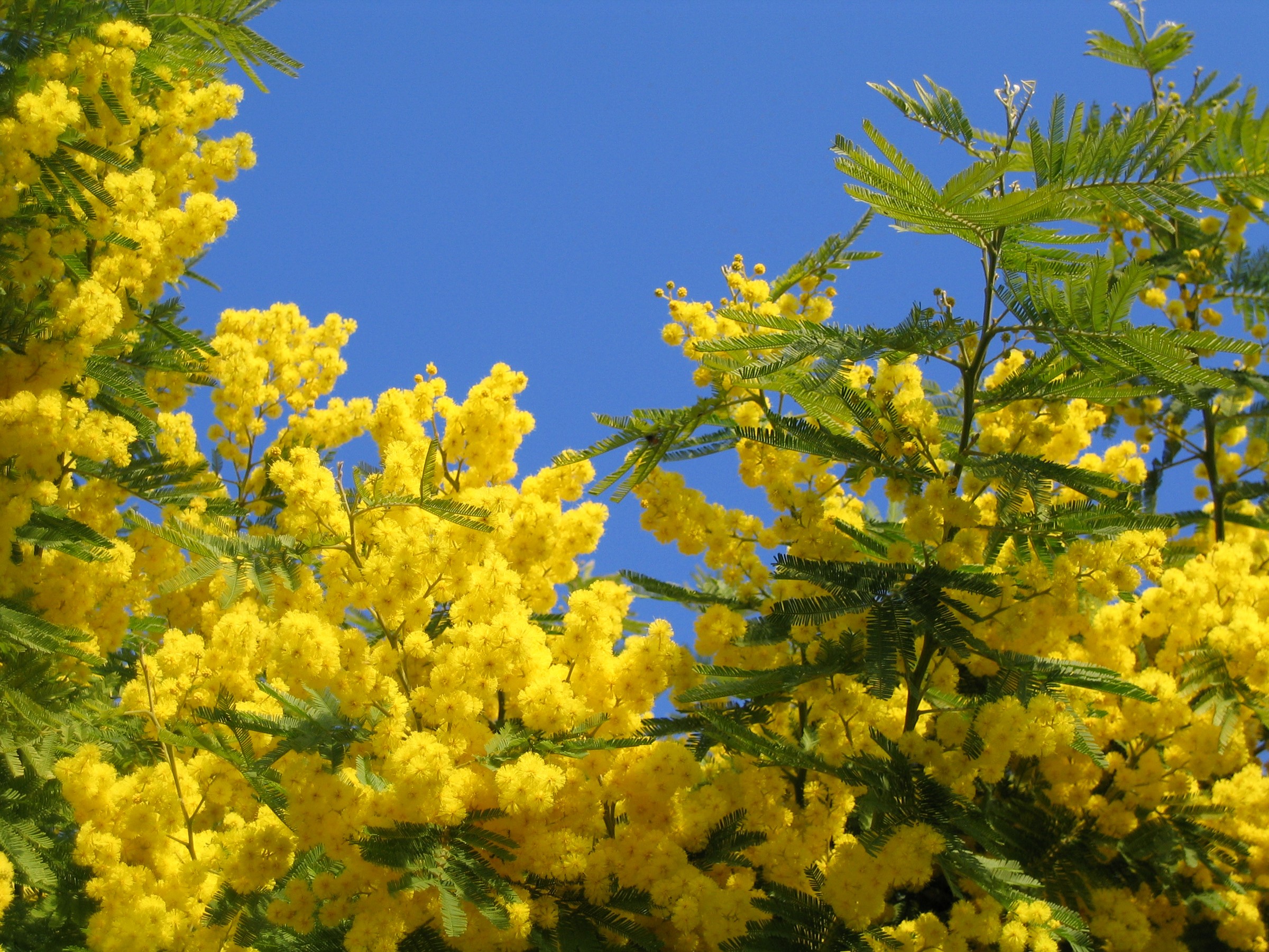Yellow mimosa flowers against a blue sky HD Wallpaper