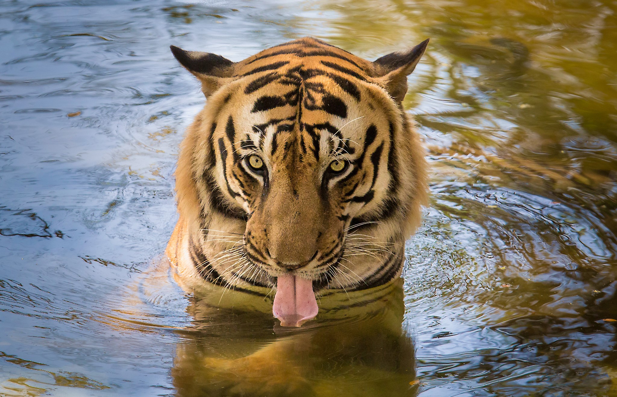 Tiger drinking water with its tongue out HD Wallpaper
