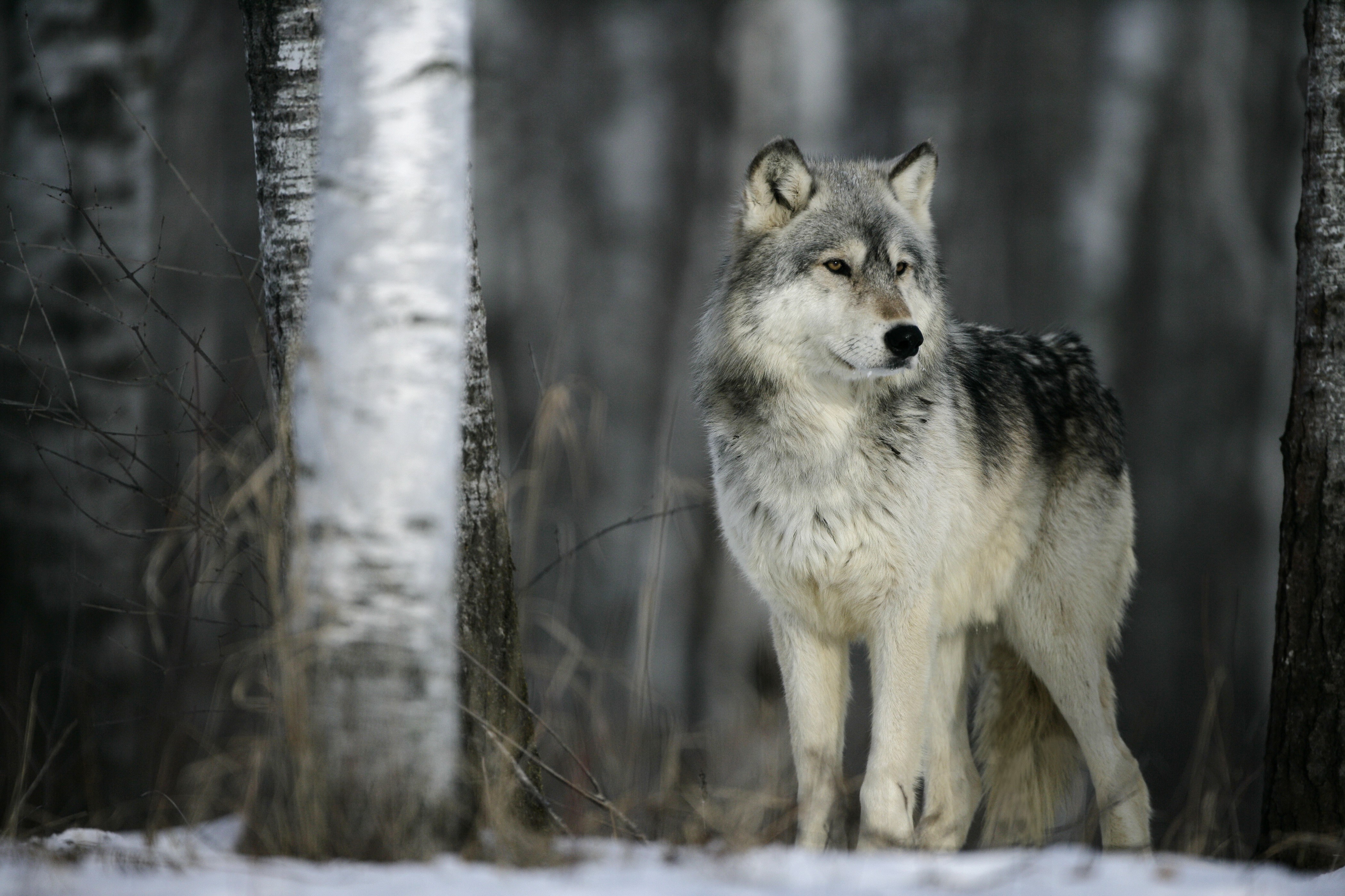 Wolf in a snowy forest with birch trees HD Wallpaper