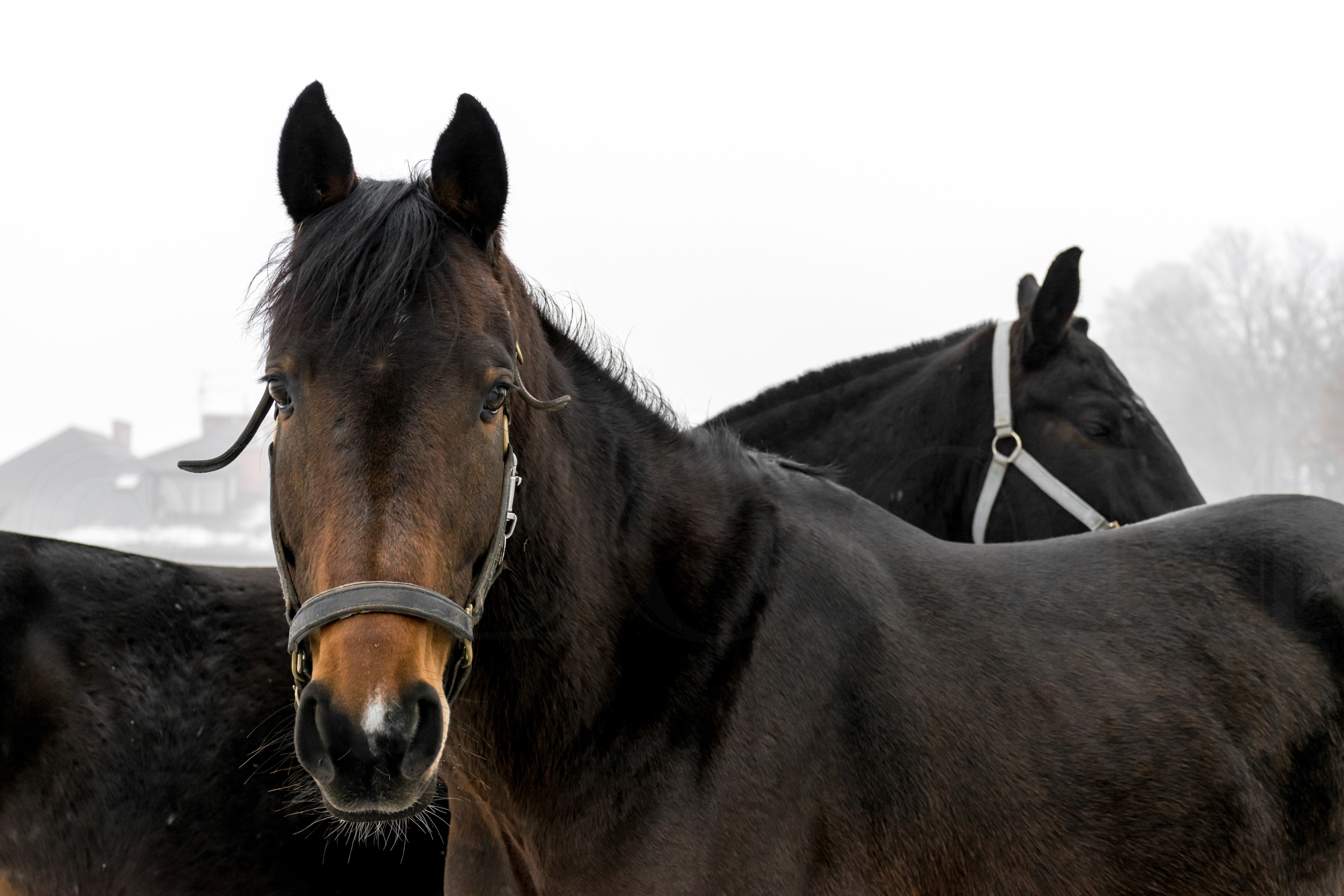 Two horses in a foggy landscape HD Wallpaper