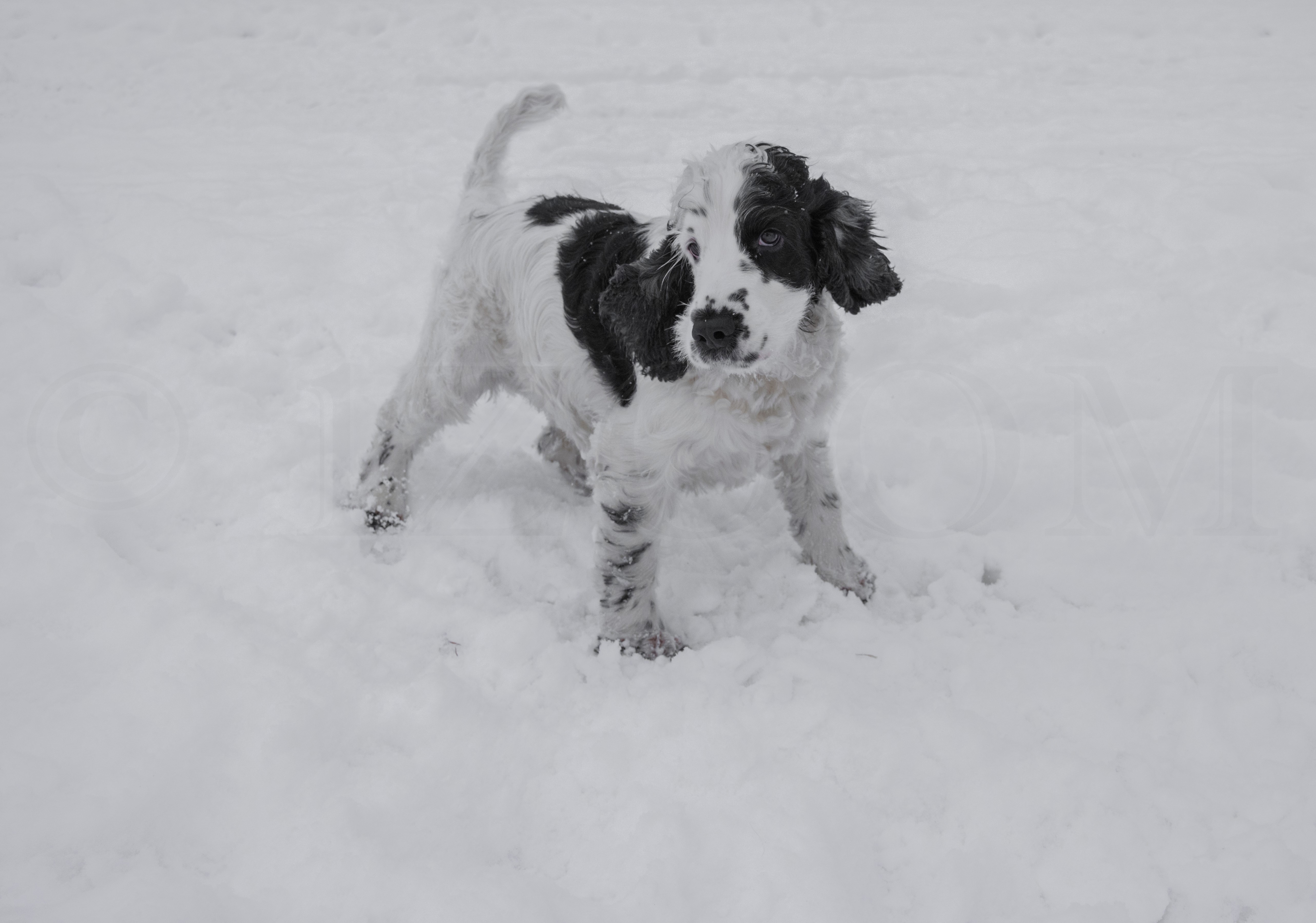 English Cocker Spaniel puppy in snow HD Wallpaper