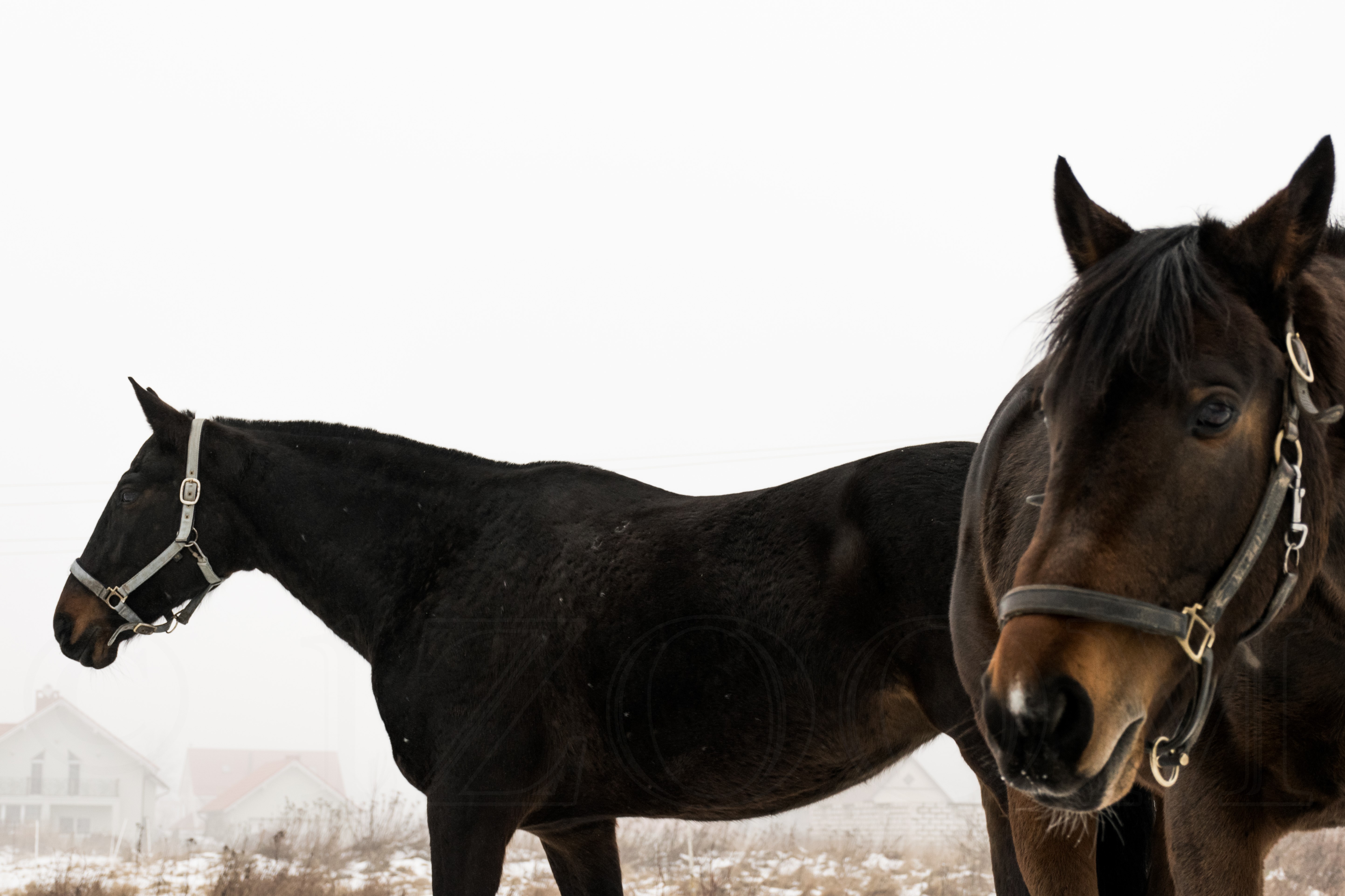Two horses in a foggy landscape HD Wallpaper