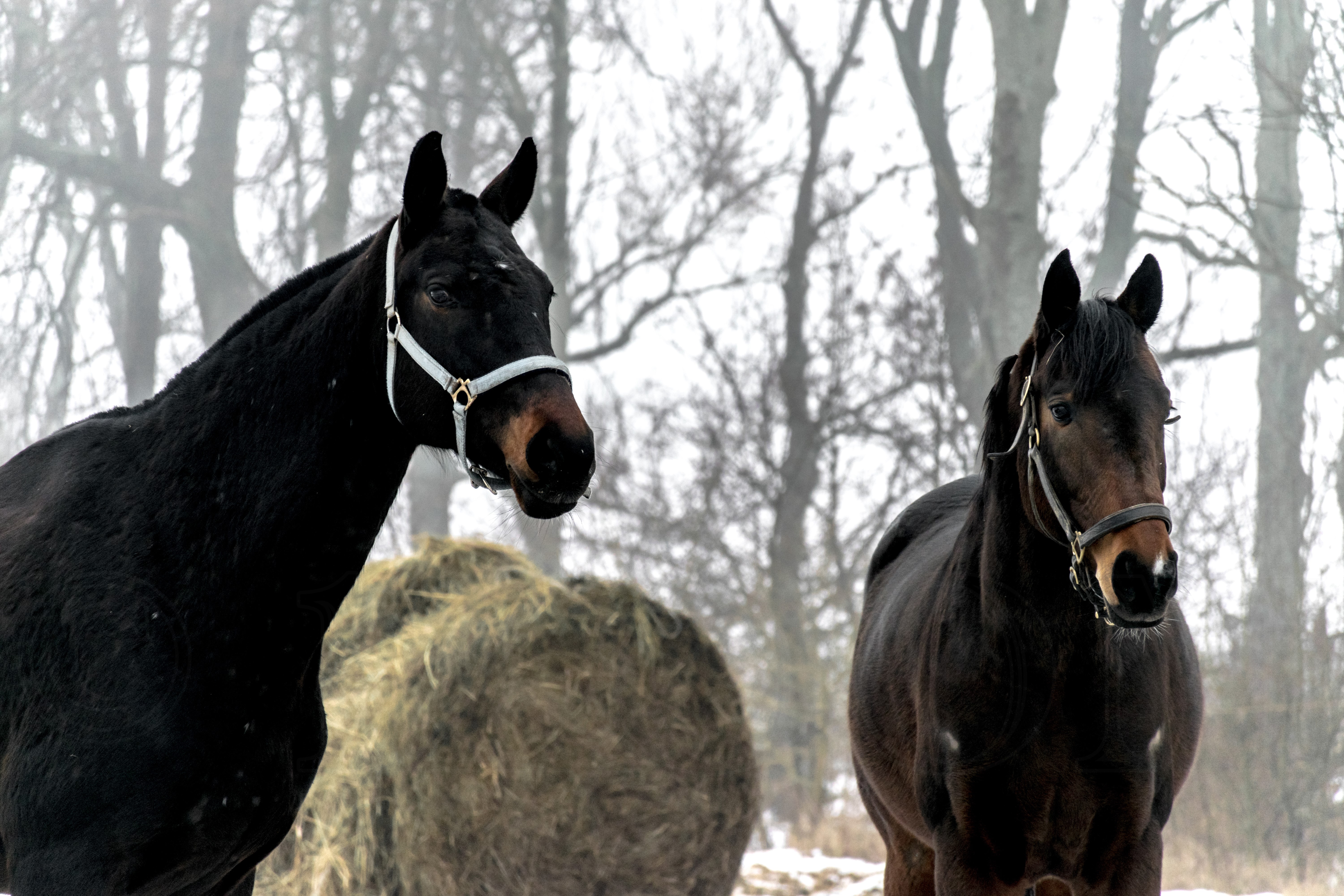Two horses in a misty forest with hay bales HD Wallpaper